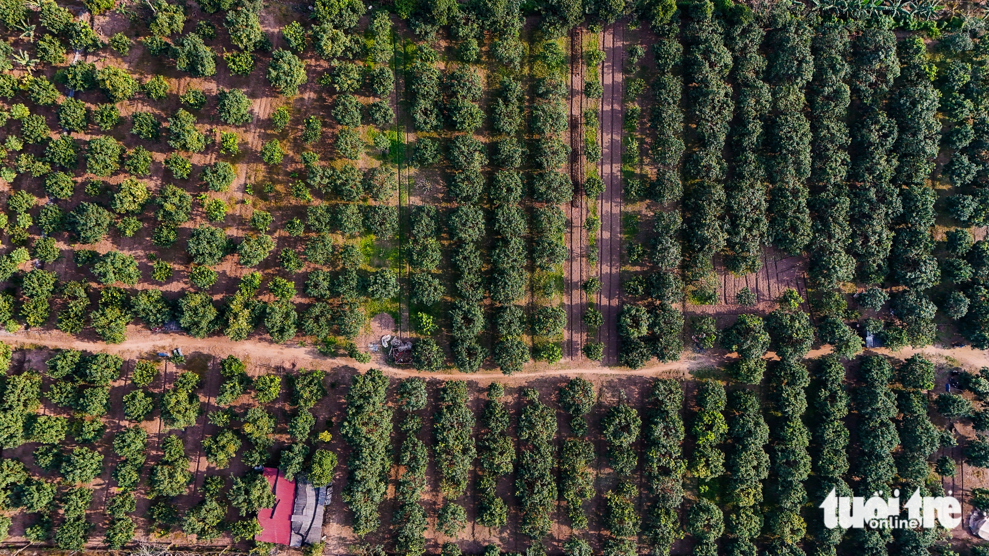View - Vietnam farmers harvest red pomelos ahead of Lunar New Year as demand for auspicious fruit rises