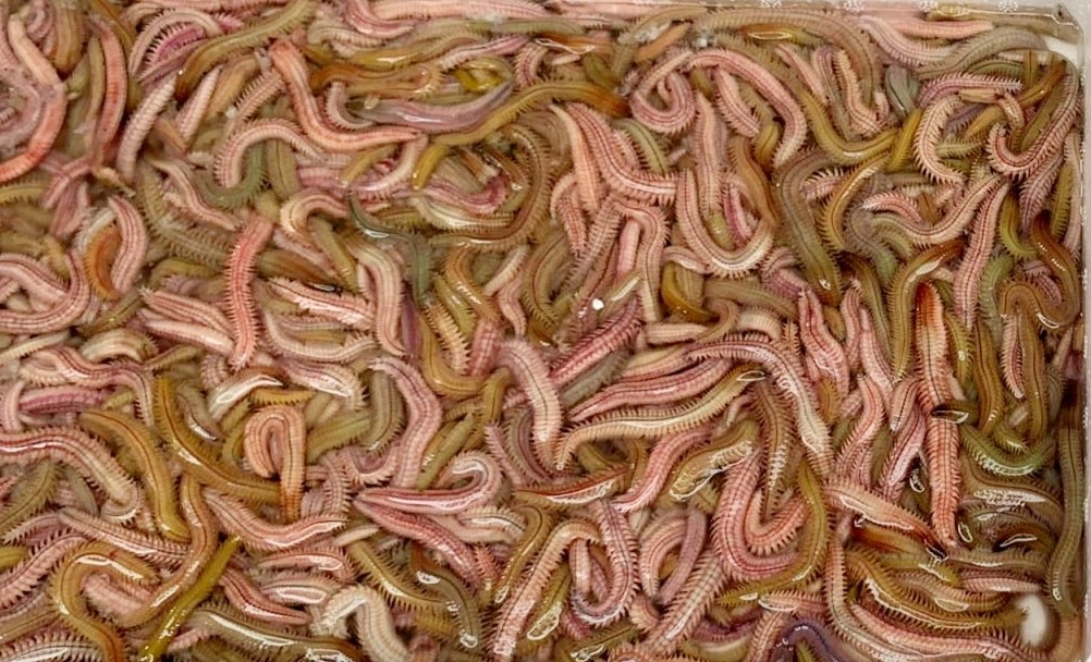 Rươi kho lối Tứ Kỳ, canh măng chua nấu rươi: Dời ôi là tuyệt! - Ảnh 2.