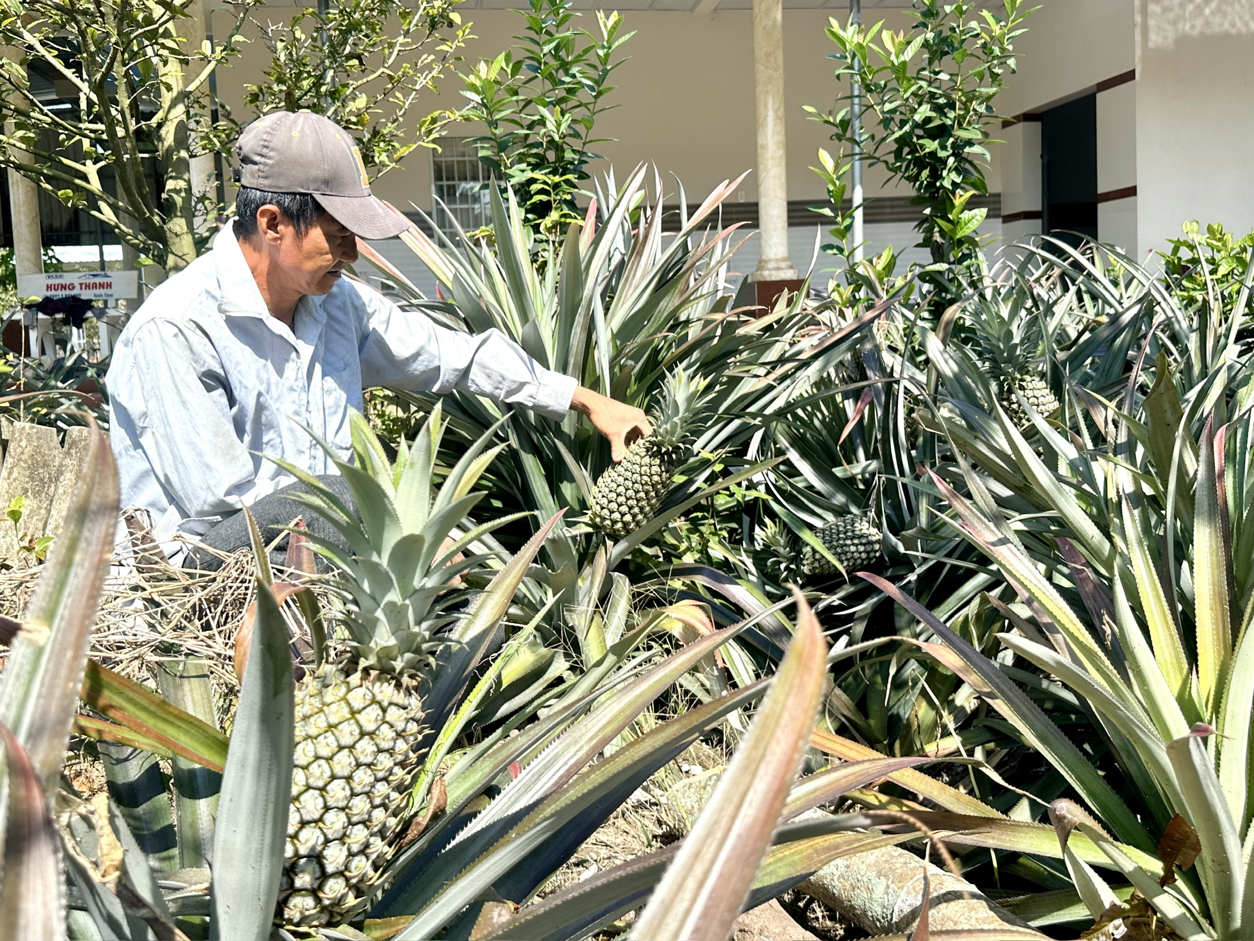 giá khóm - Ảnh 1.