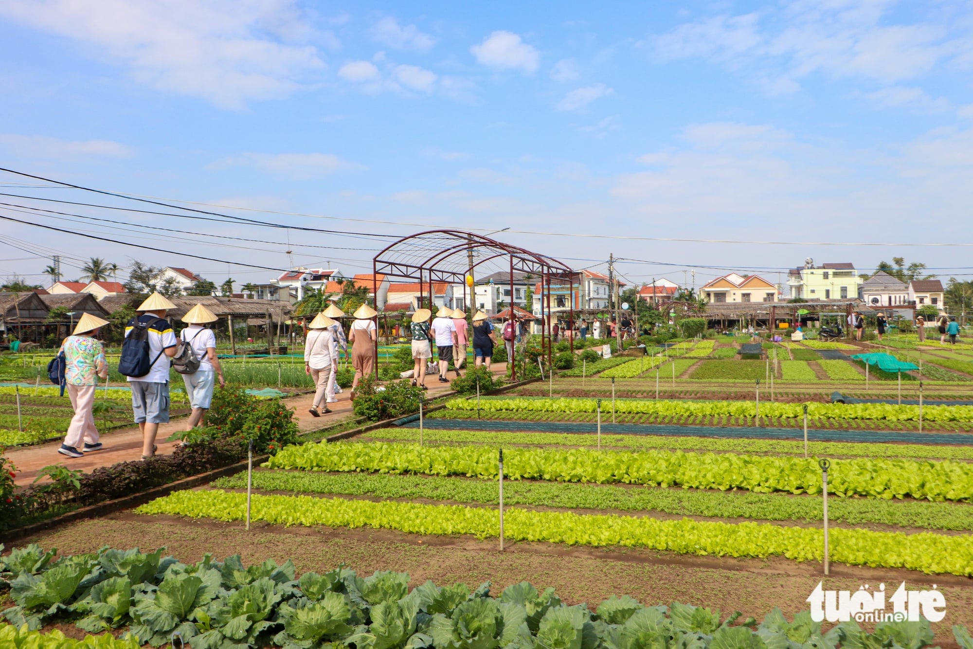 Foreign tourists explore farming practices in 400-year-old vegetable village in central Vietnam- Ảnh 5.