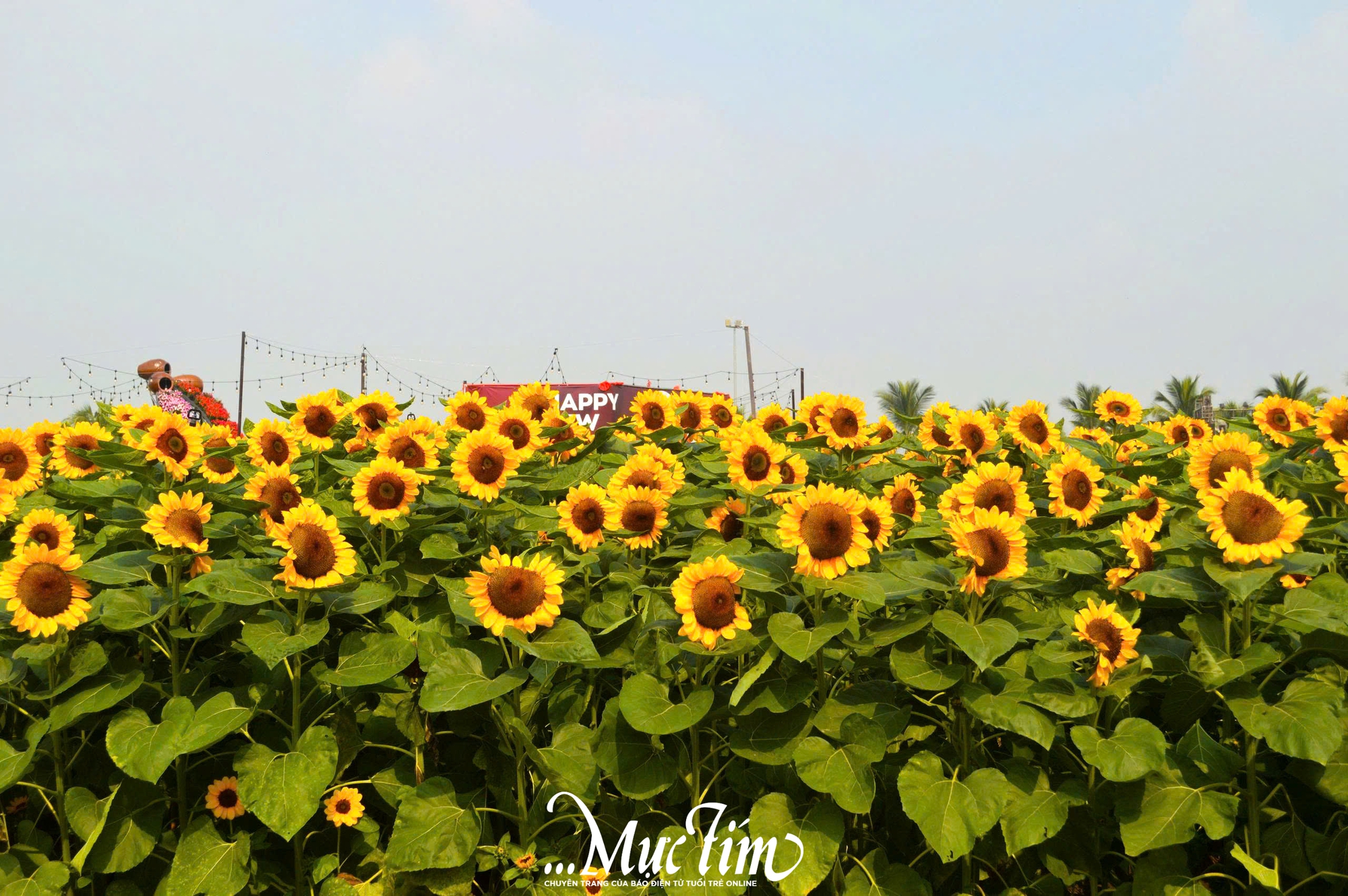 Tọa độ chụp ảnh Tết xinh lung linh tại khu đô thị Vạn Phúc- Ảnh 3.