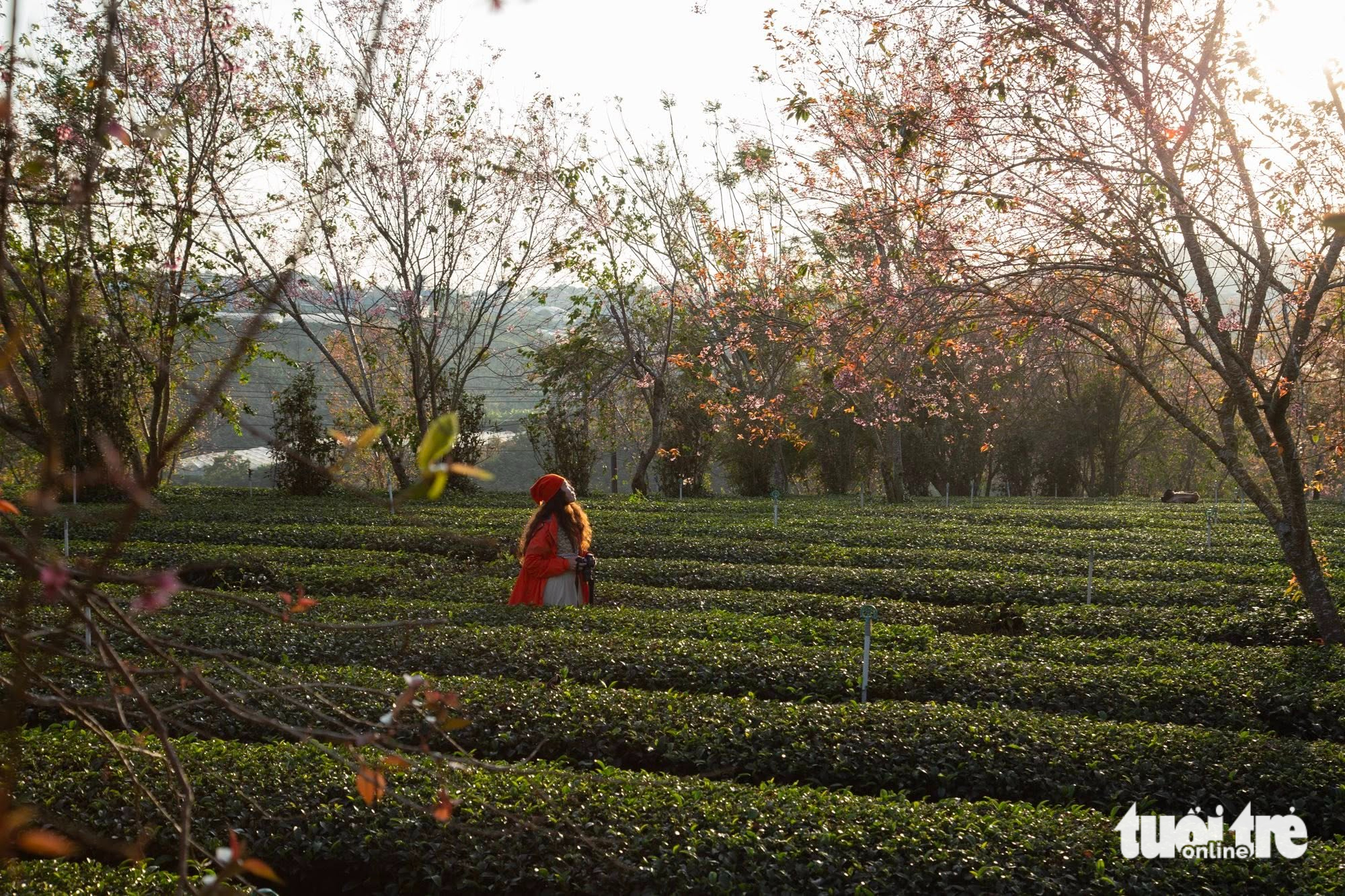 đà lạt - Ảnh 2.