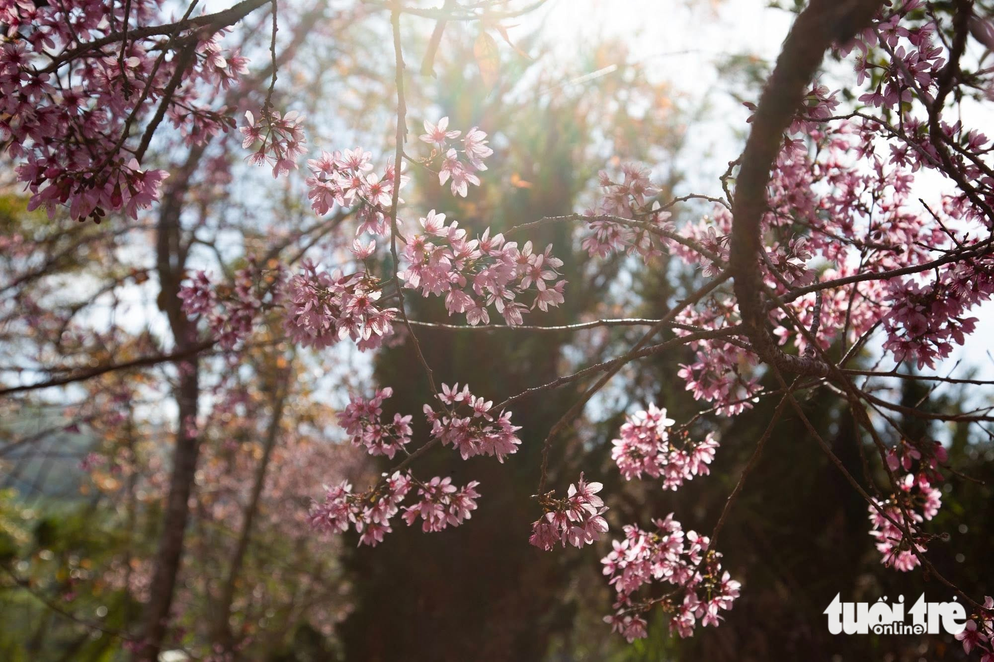 đà lạt - Ảnh 3.