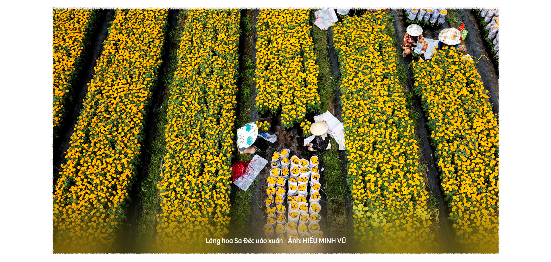 Hoa kiểng Sa Đéc: Giữ gốc rễ - mở lối tương lai - Ảnh 7.