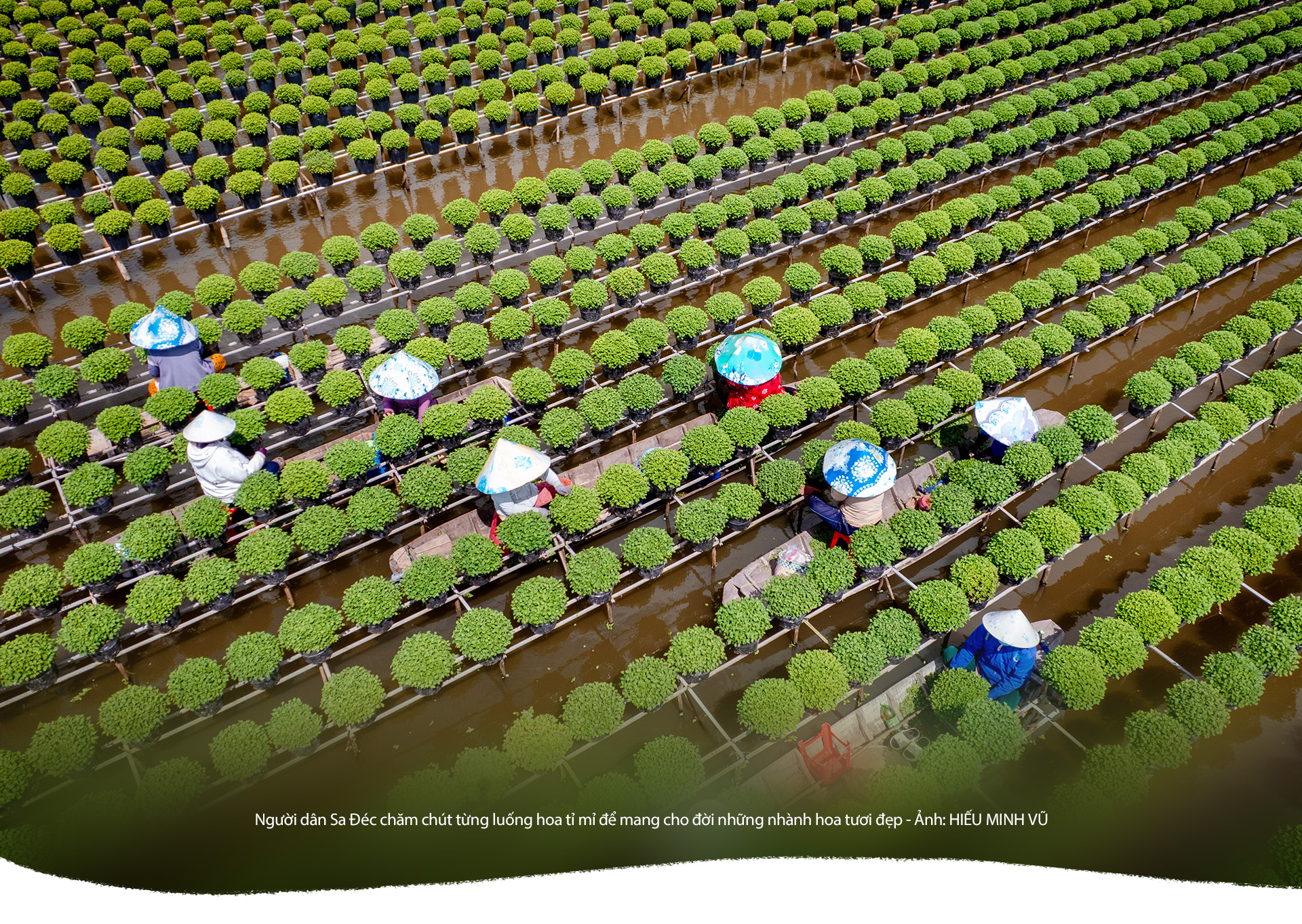 Hoa kiểng Sa Đéc: Giữ gốc rễ - mở lối tương lai - Ảnh 16.