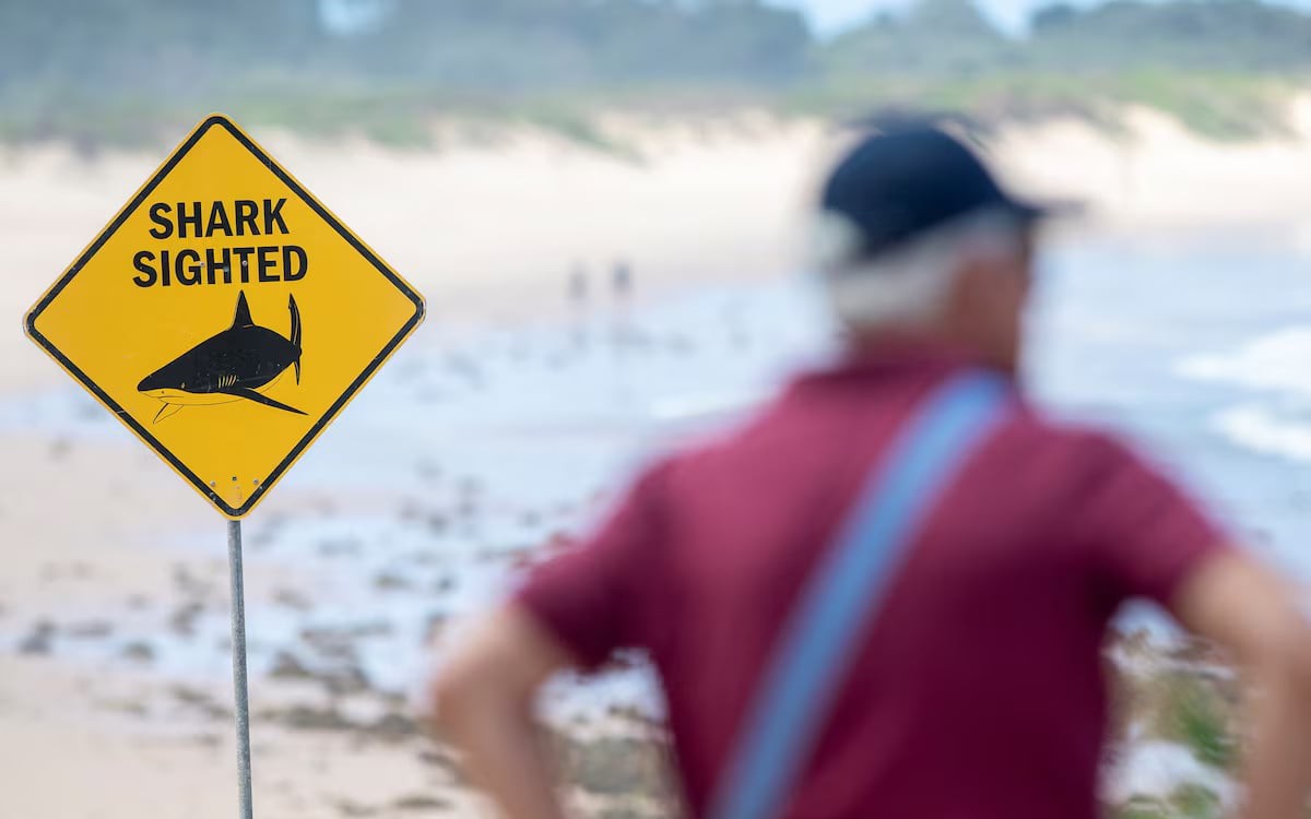 Scientists turn to sharks to improve hurricane predictions - Ảnh 1.