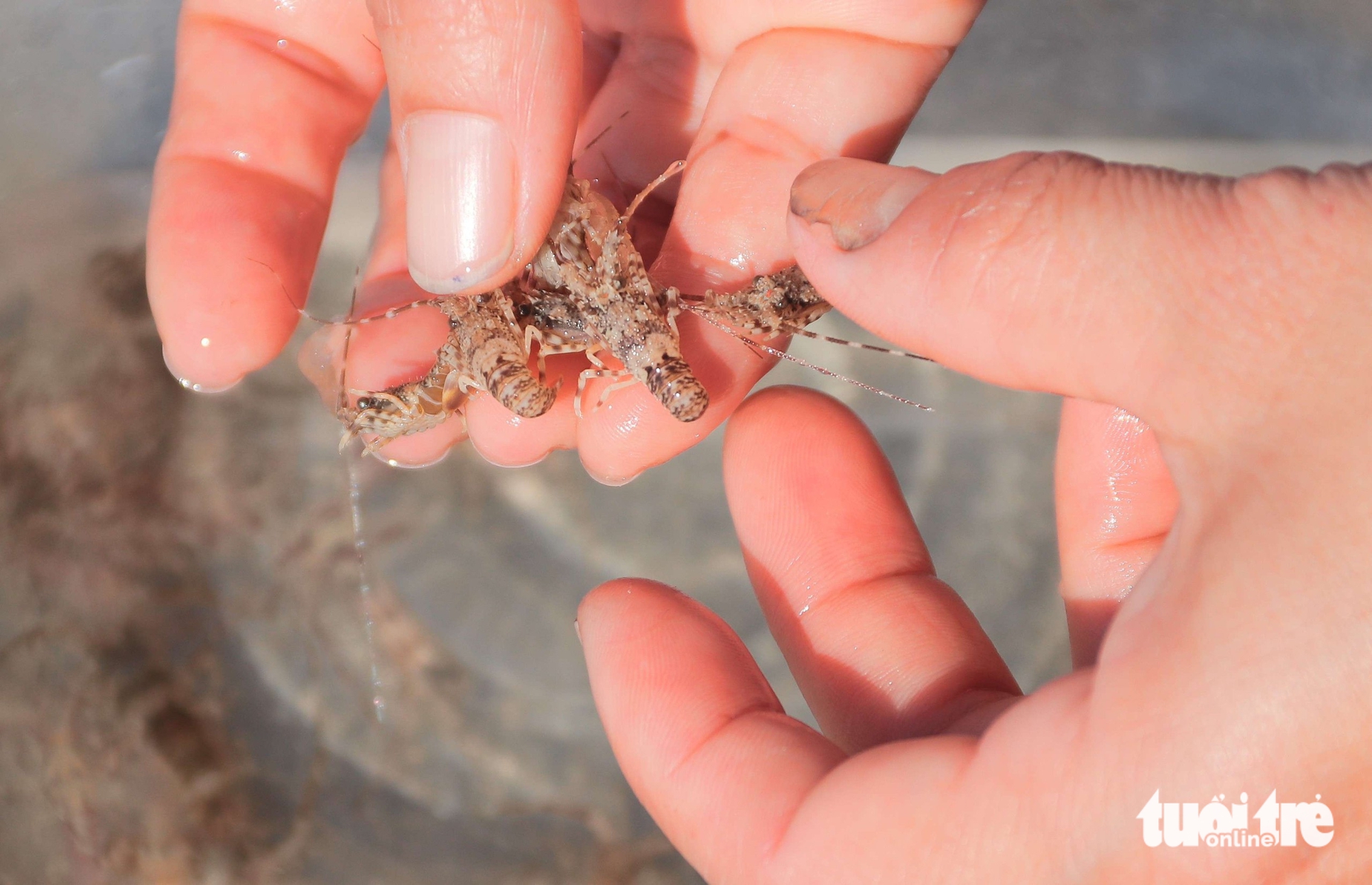 tôm hùm giống - Ảnh 1.