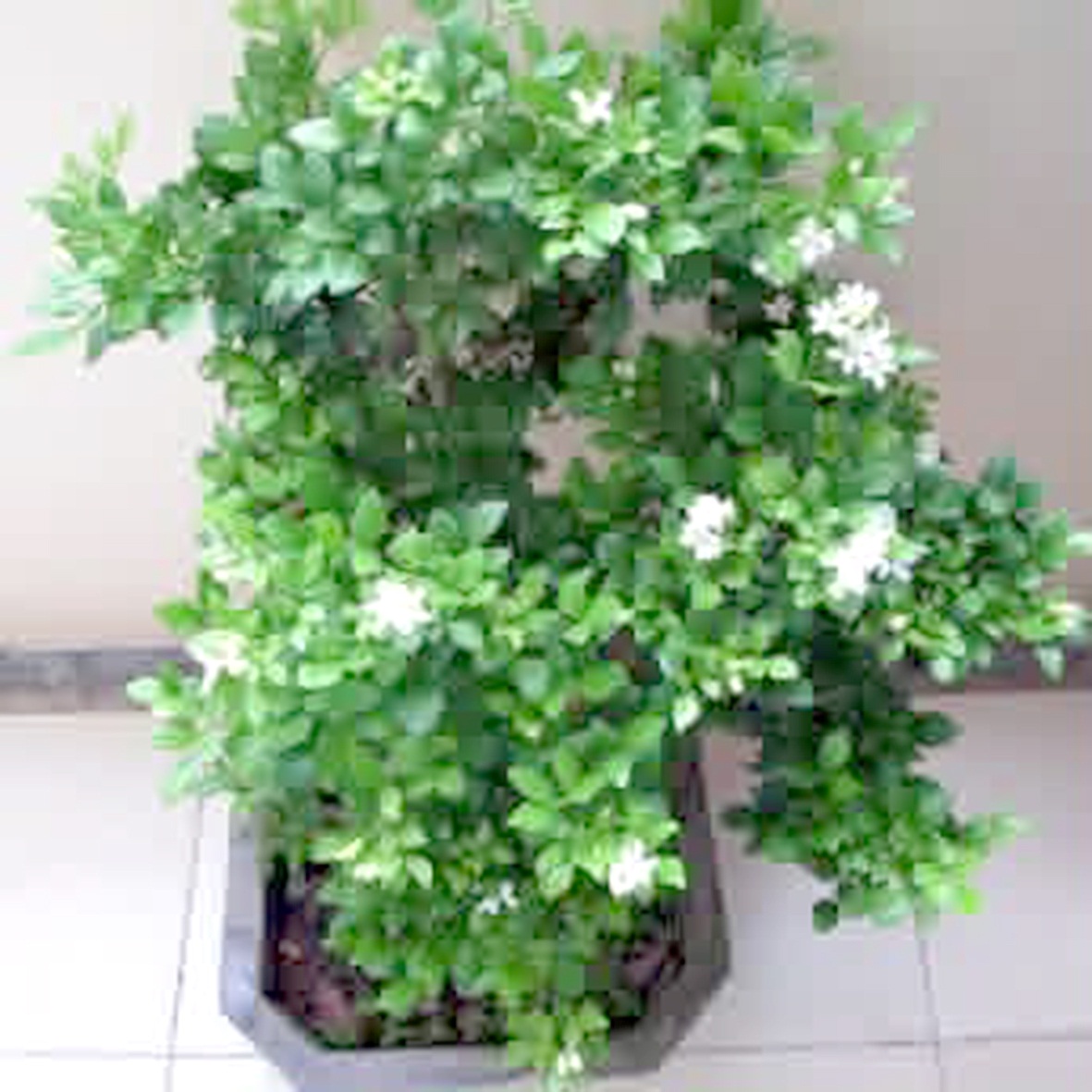 thảo dược - Ảnh 1.