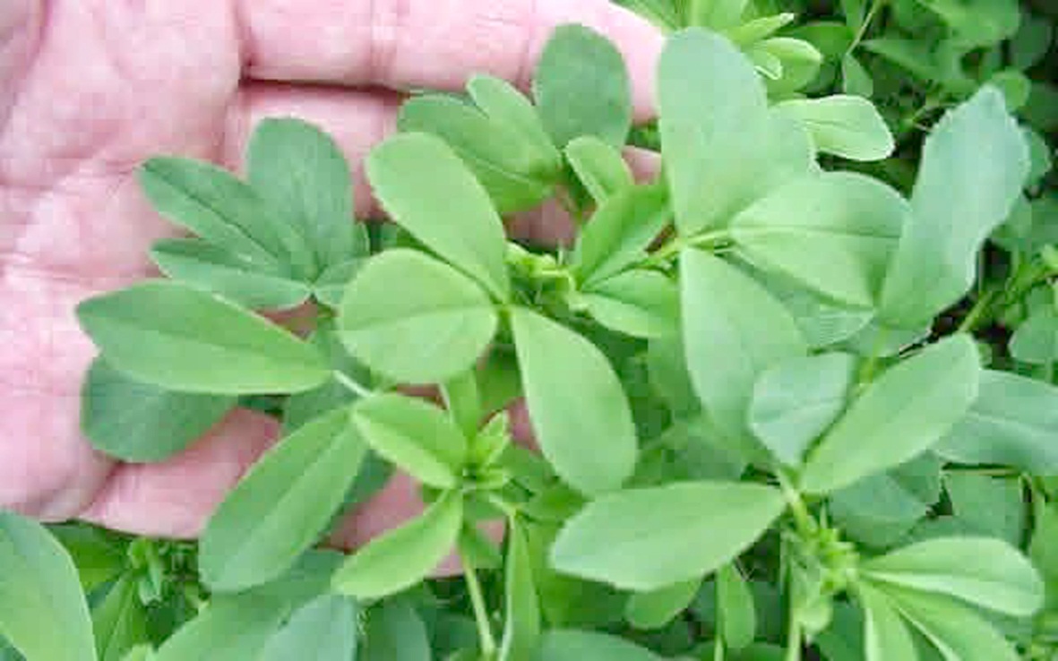 thảo dược - Ảnh 3.