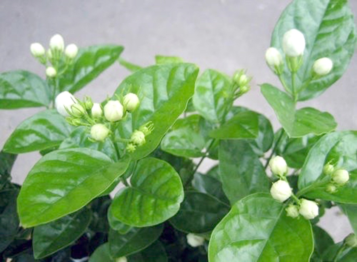 thảo dược - Ảnh 4.