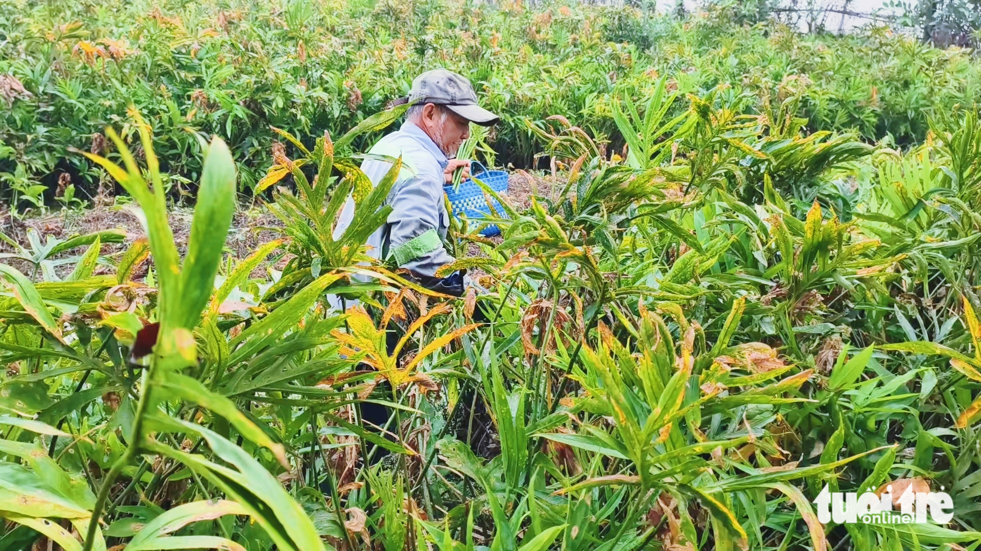 du lịch cộng đồng - Ảnh 10.