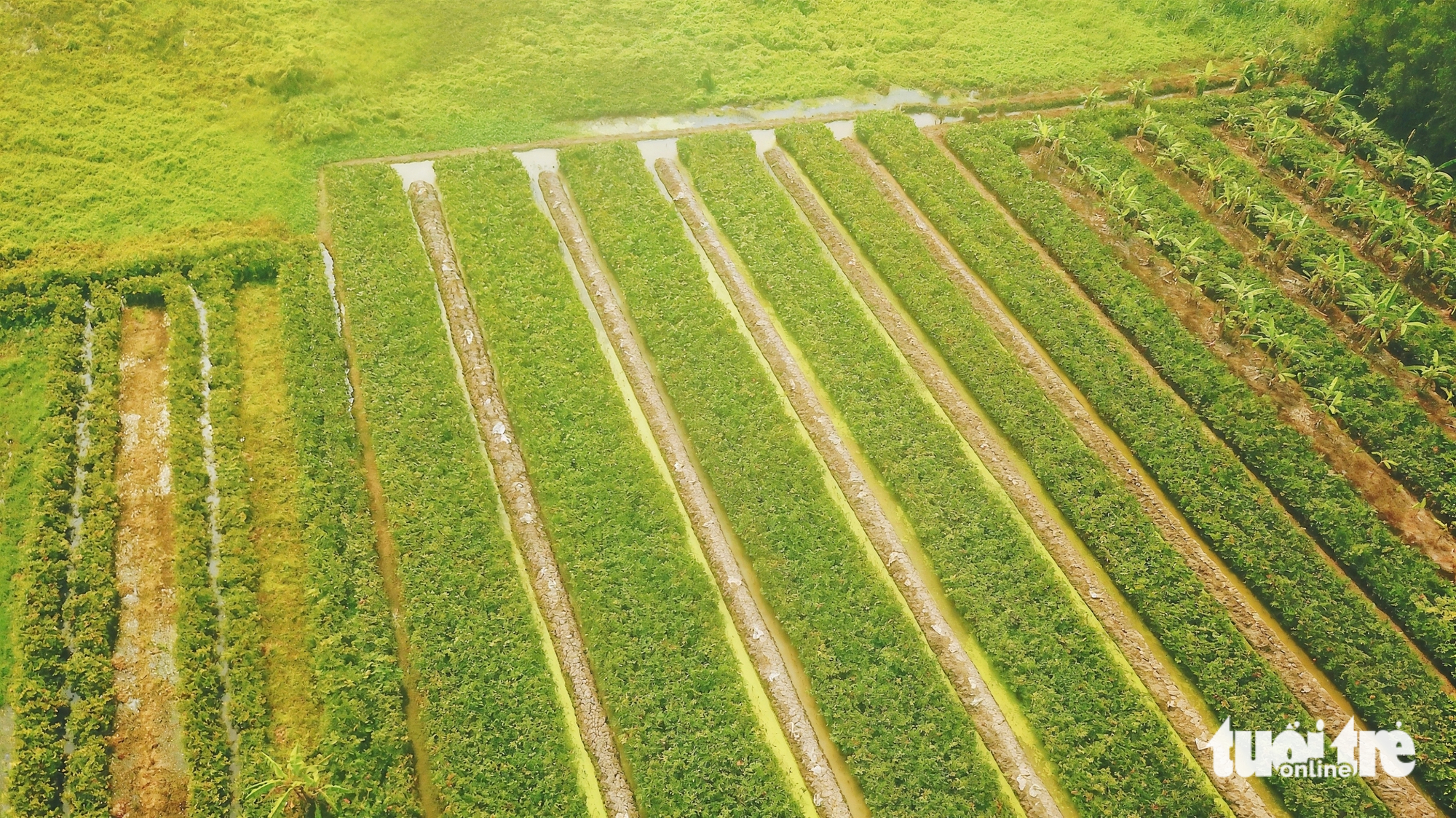 Xã Bình Mỹ, TP.HCM gắn phát triển rau đặc sản với du lịch cộng đồng - Ảnh 10.