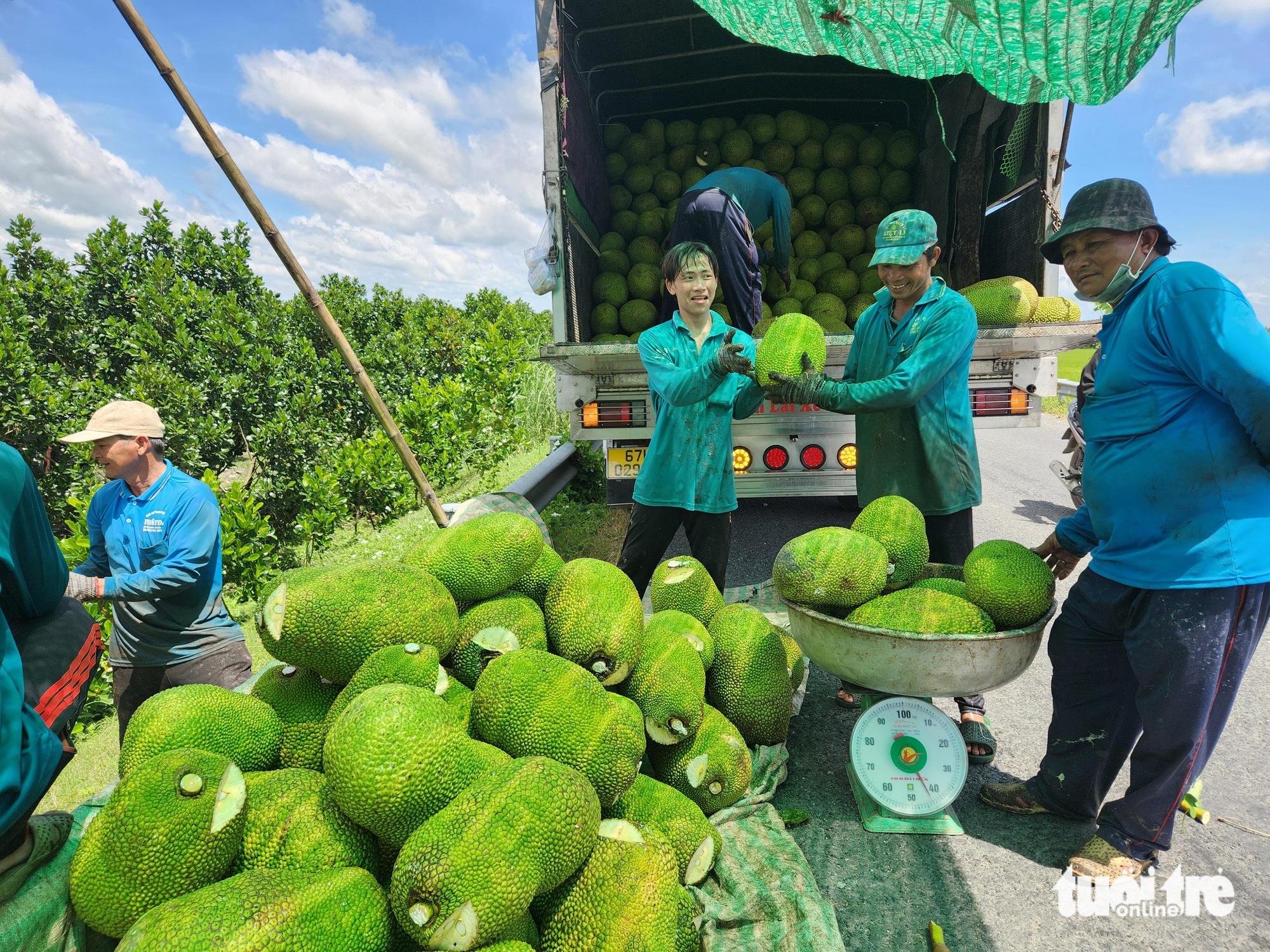 giá mít - Ảnh 3.