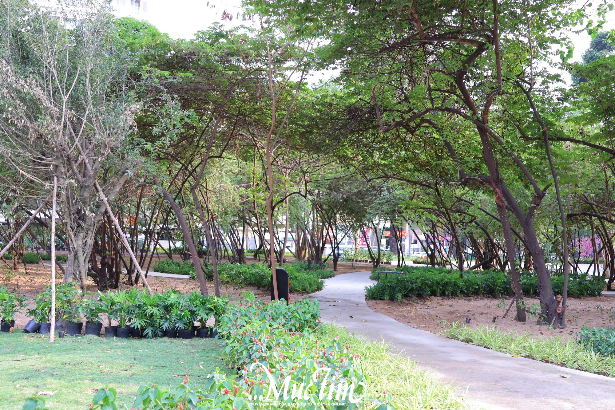 Check-in công viên mới toanh ngay trung tâm TP.HCM dịp Tết Nguyên đán 2026- Ảnh 3.