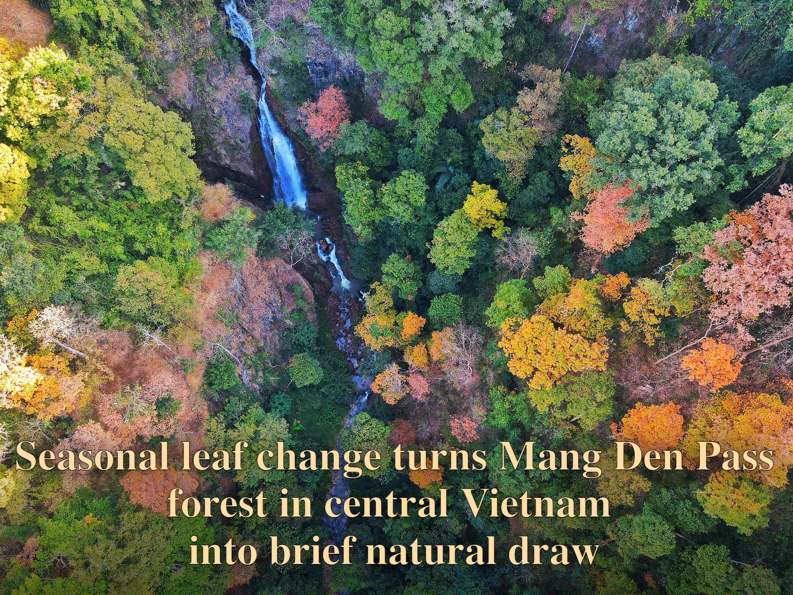 Seasonal leaf change turns Mang Den Pass forest in central Vietnam into brief natural draw