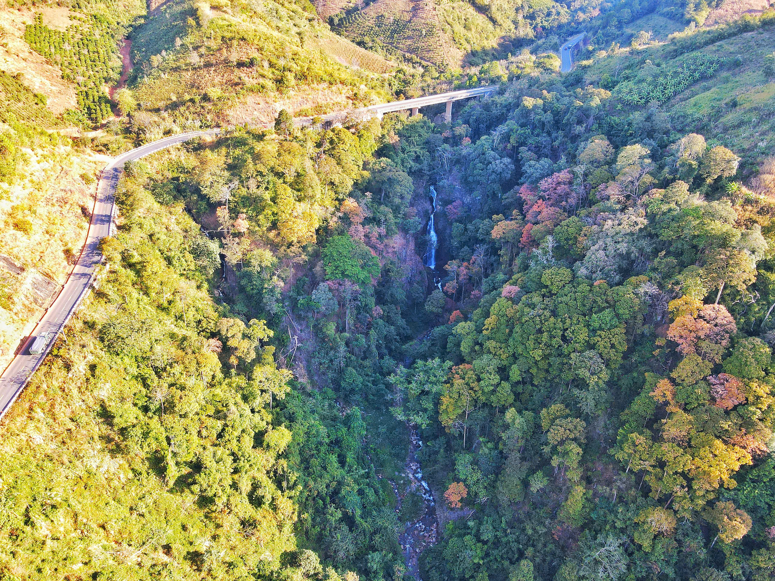 măng đen - Ảnh 3.