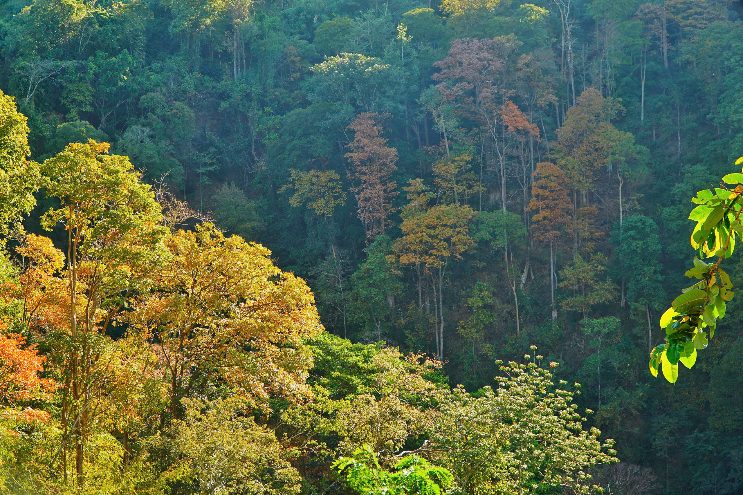 măng đen - Ảnh 6.