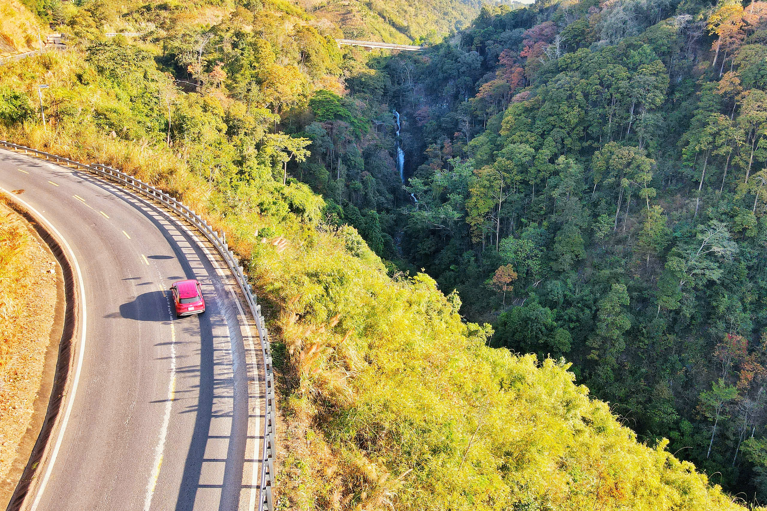 măng đen - Ảnh 4.