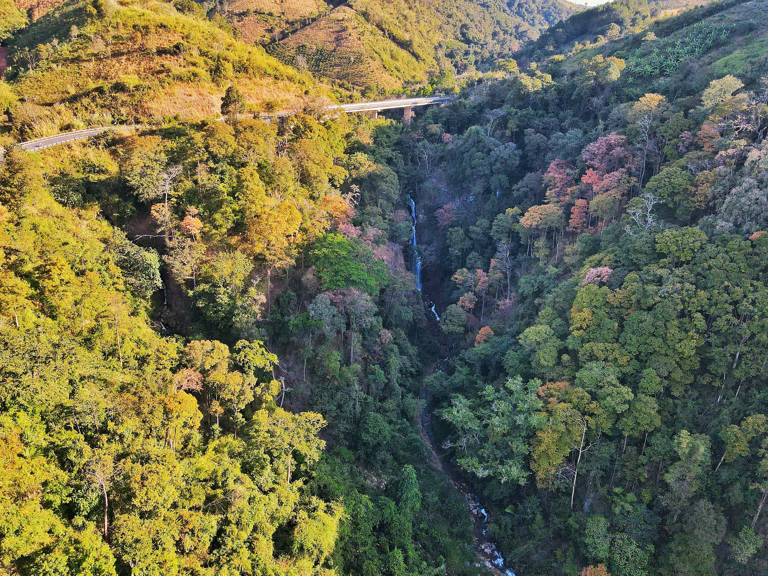 măng đen - Ảnh 8.