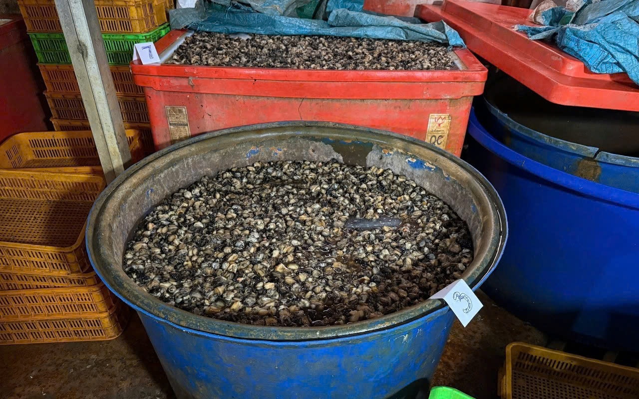 How 3,000 tonnes of chemical-soaked snail meat slipped past Vietnamese authorities for years
- Ảnh 1.