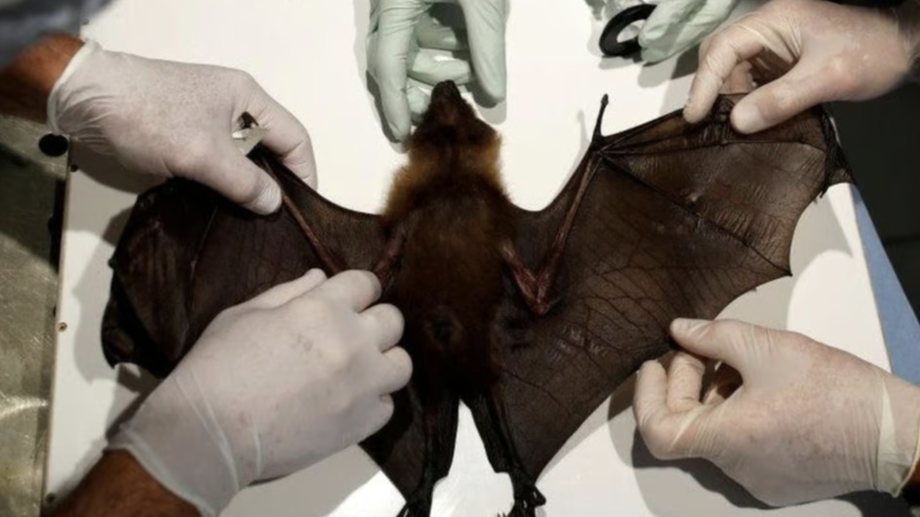 Vi rút Nipah có phải vi rút mới, mức độ lây lan cao? - Ảnh 1.