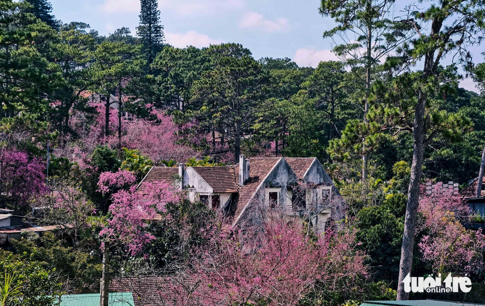 Mai anh đào Đà Lạt đã nở rộ, du khách về phố núi 'sống chậm' - Ảnh 1.