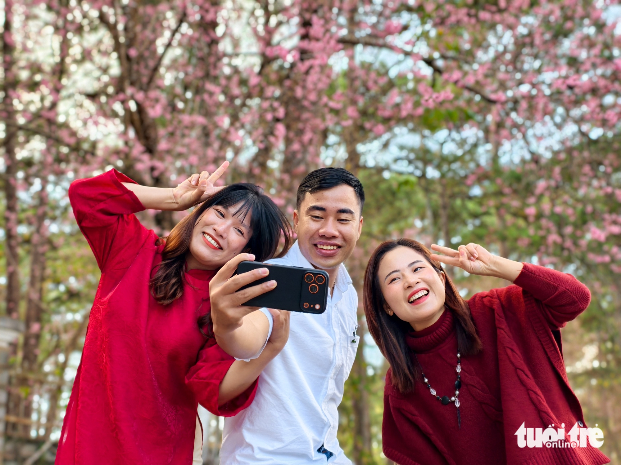 Mai anh đào Đà Lạt đã nở rộ, du khách về phố núi 'sống chậm' - Ảnh 3.