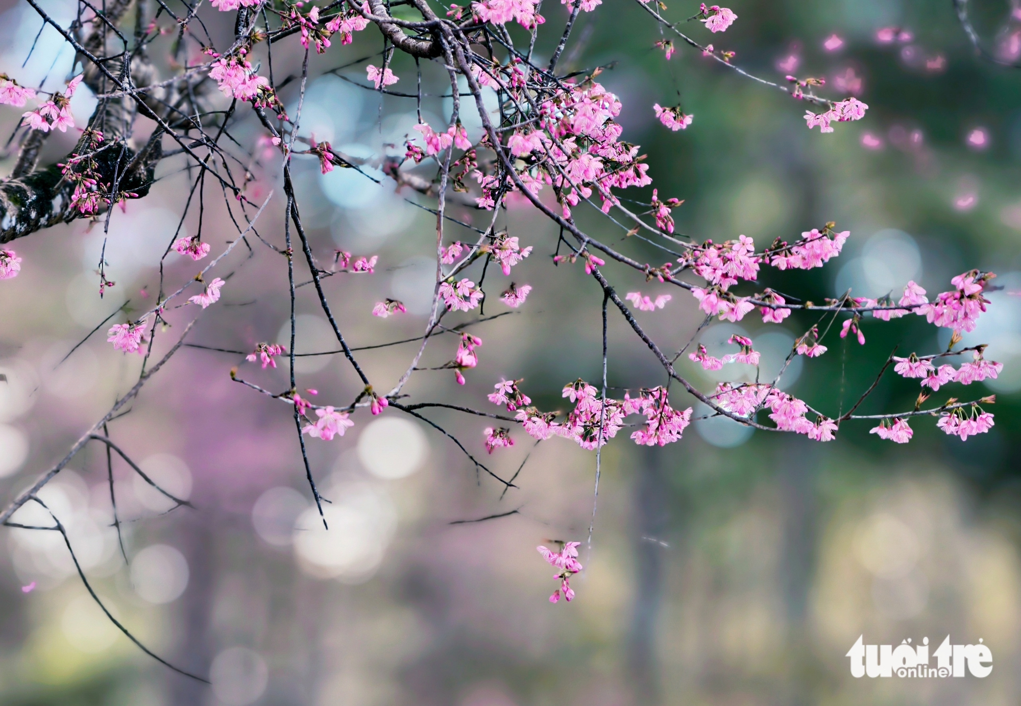 Mai anh đào Đà Lạt đã nở rộ, du khách về phố núi 'sống chậm' - Ảnh 6.