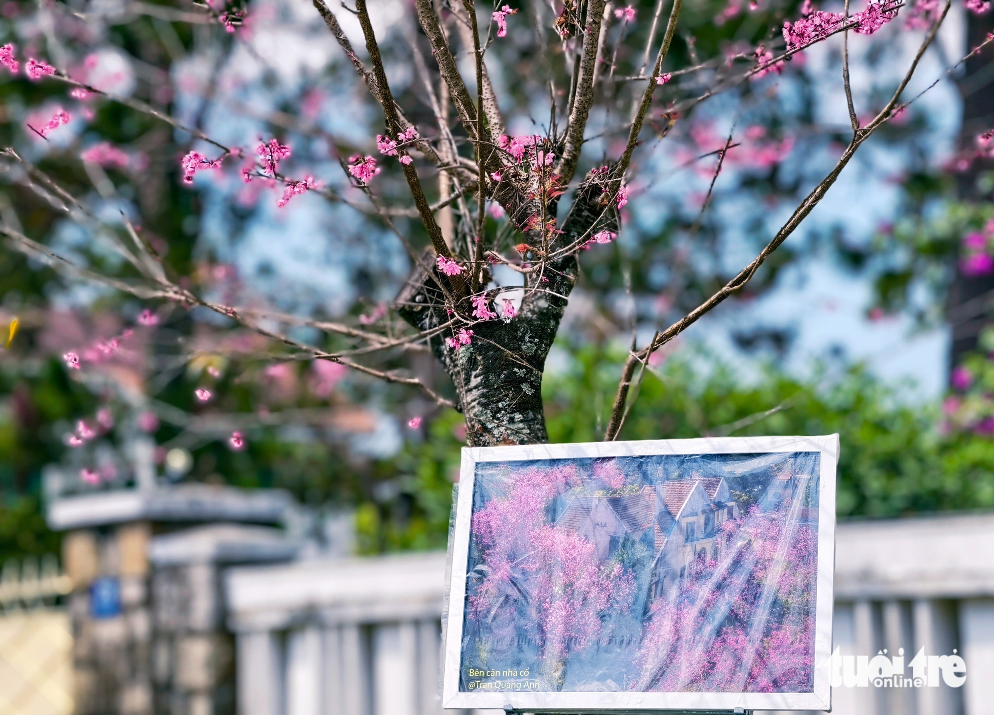 Mai anh đào Đà Lạt đã nở rộ, du khách về phố núi 'sống chậm' - Ảnh 7.