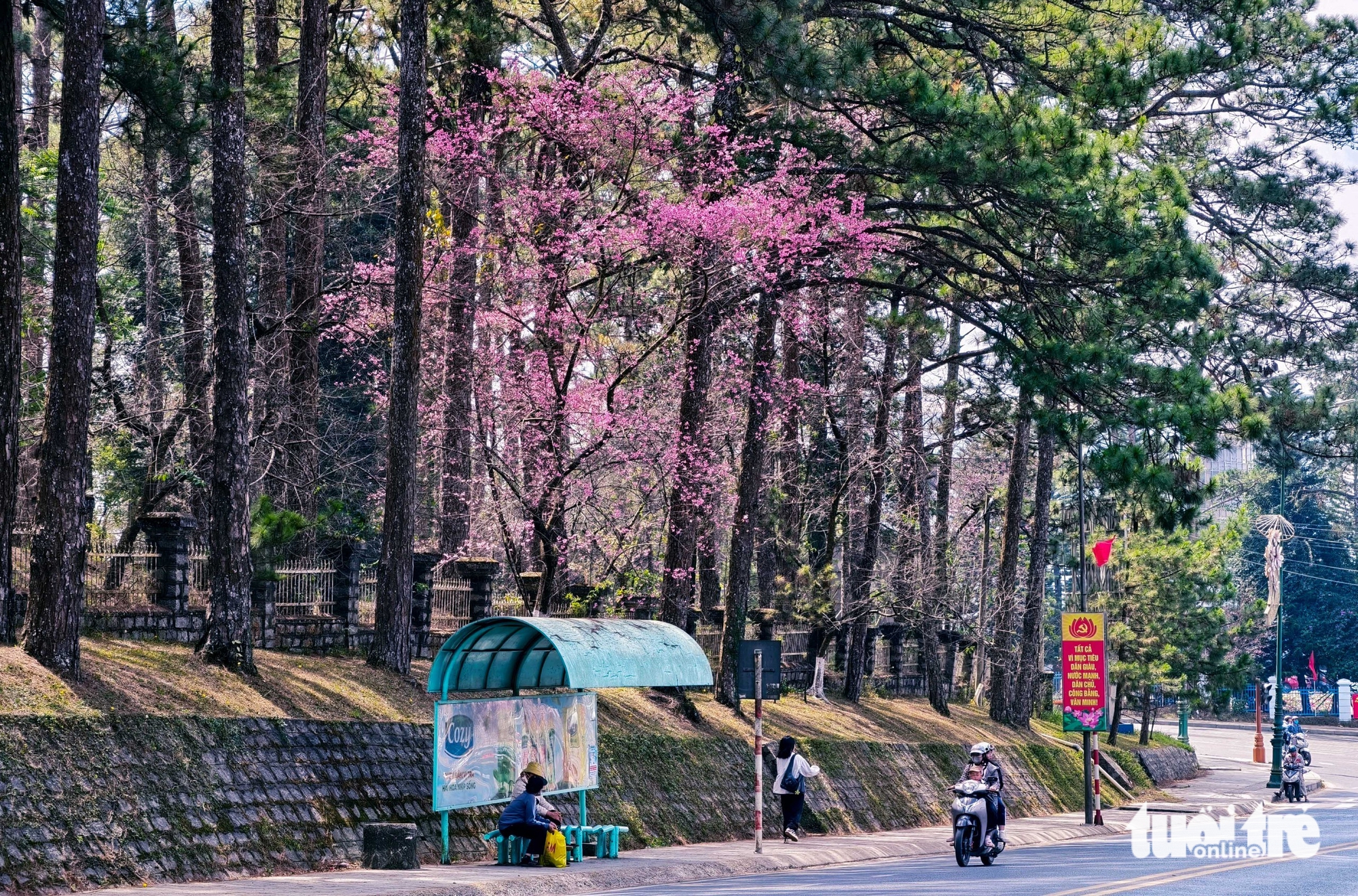 Mai anh đào Đà Lạt đã nở rộ, du khách về phố núi 'sống chậm' - Ảnh 8.