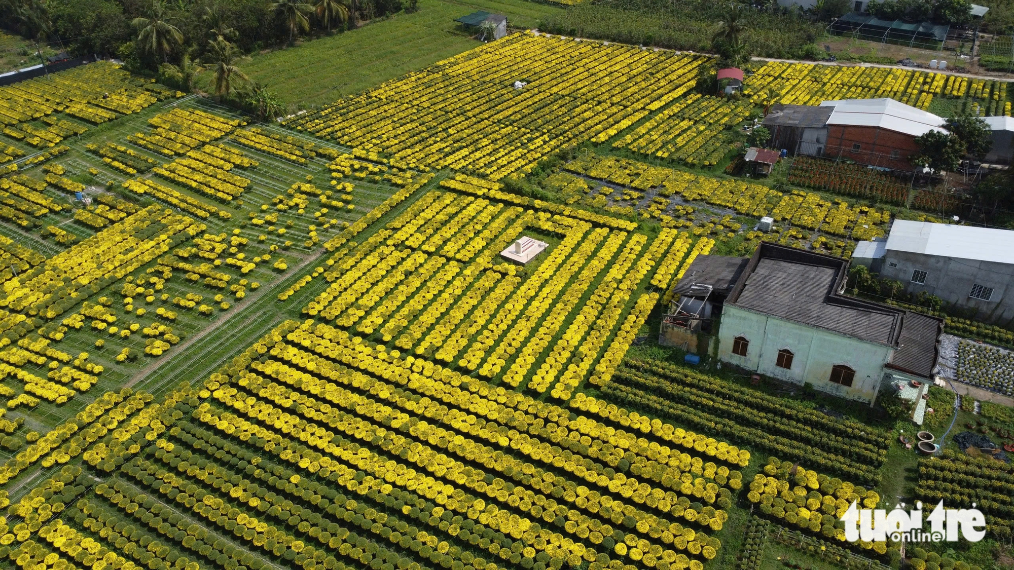 nở sớm - Ảnh 3.