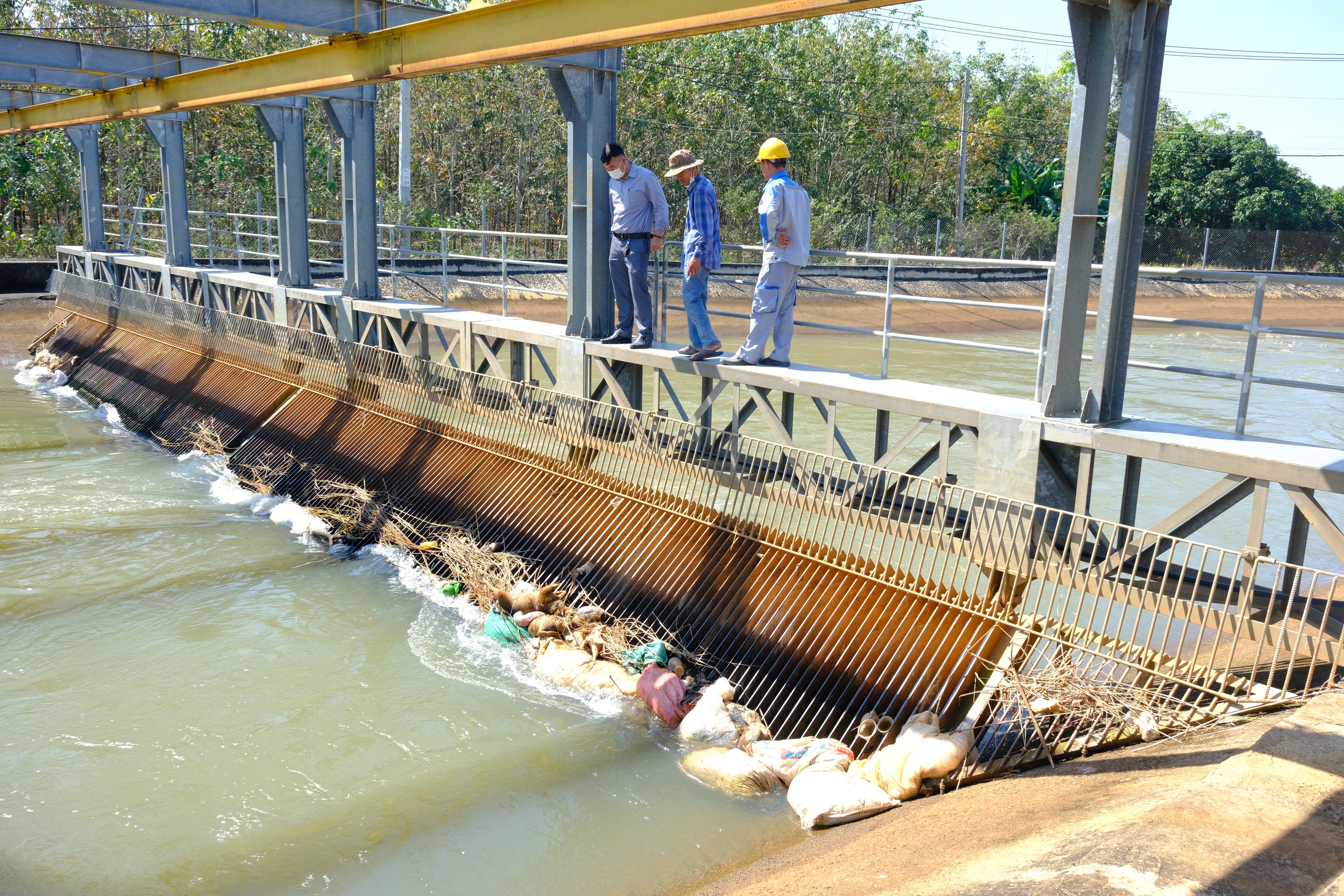 Kinh hãi xác heo, động vật thối rữa trên kênh dẫn nước vào hồ Dầu Tiếng - Ảnh 1.