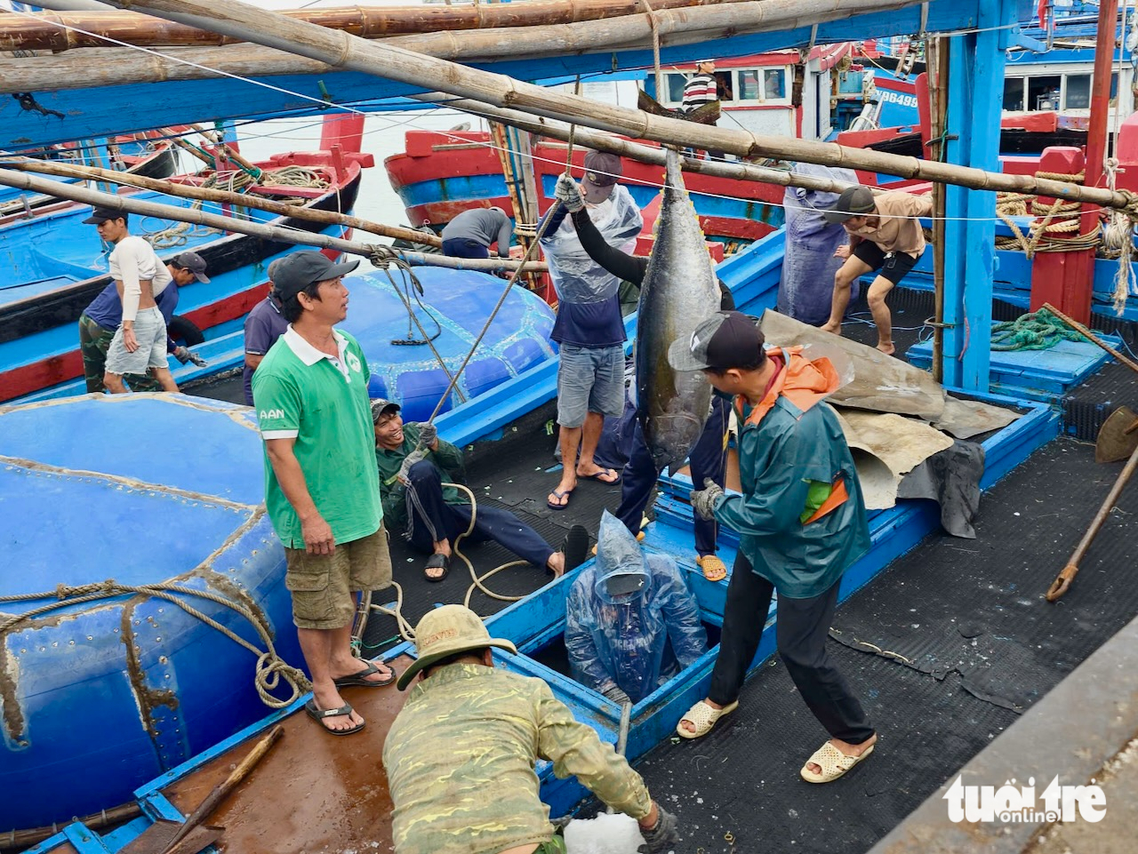 cá ngừ - Ảnh 2.