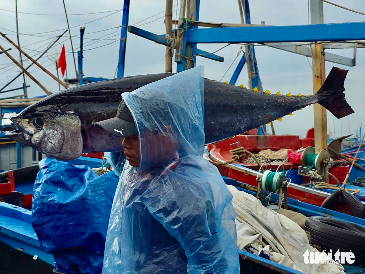 Rộn rịp tàu trúng cá ngừ về cảng Đắk Lắk những ngày cận Tết - Ảnh 3.