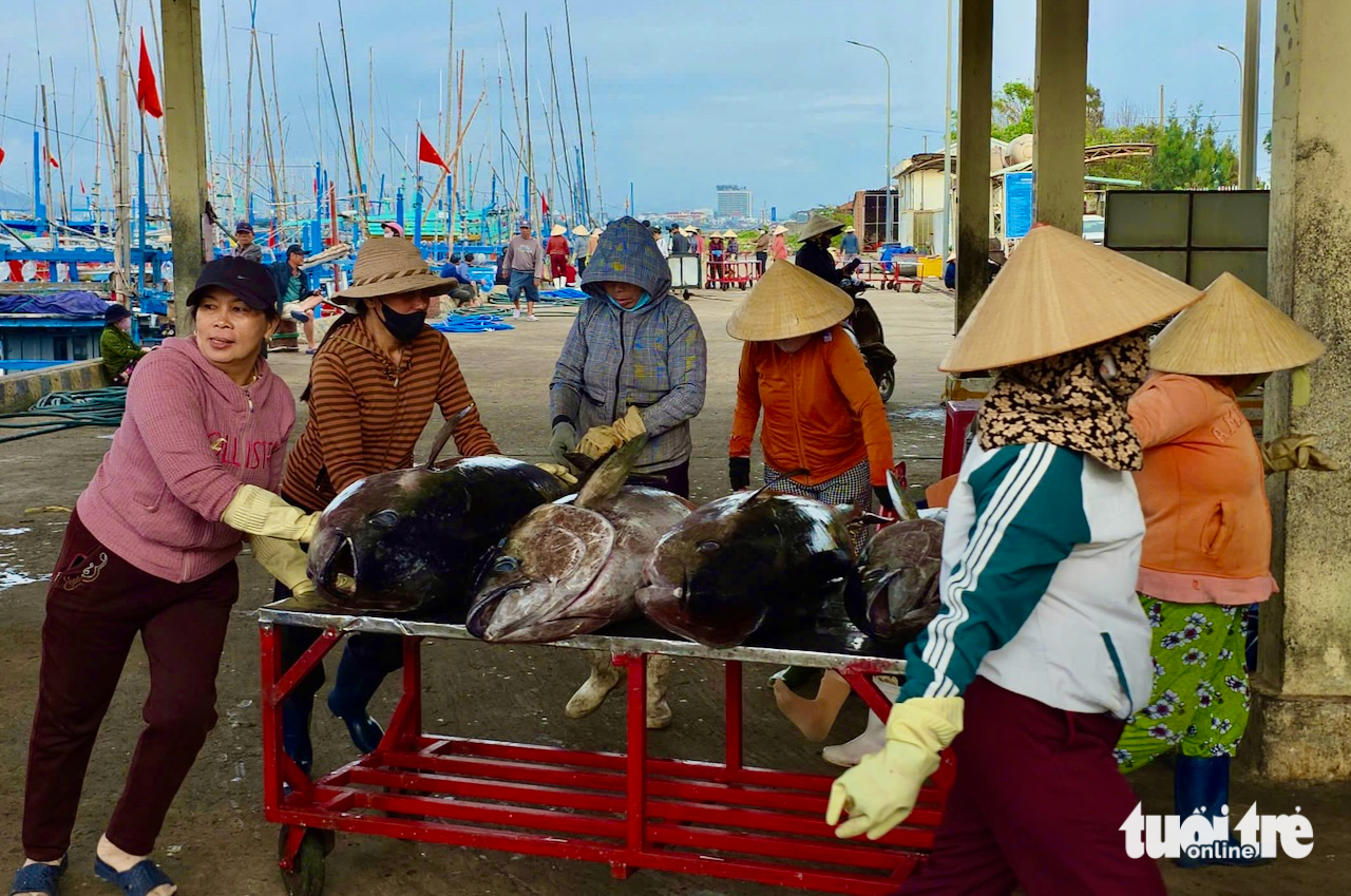 cá ngừ - Ảnh 4.