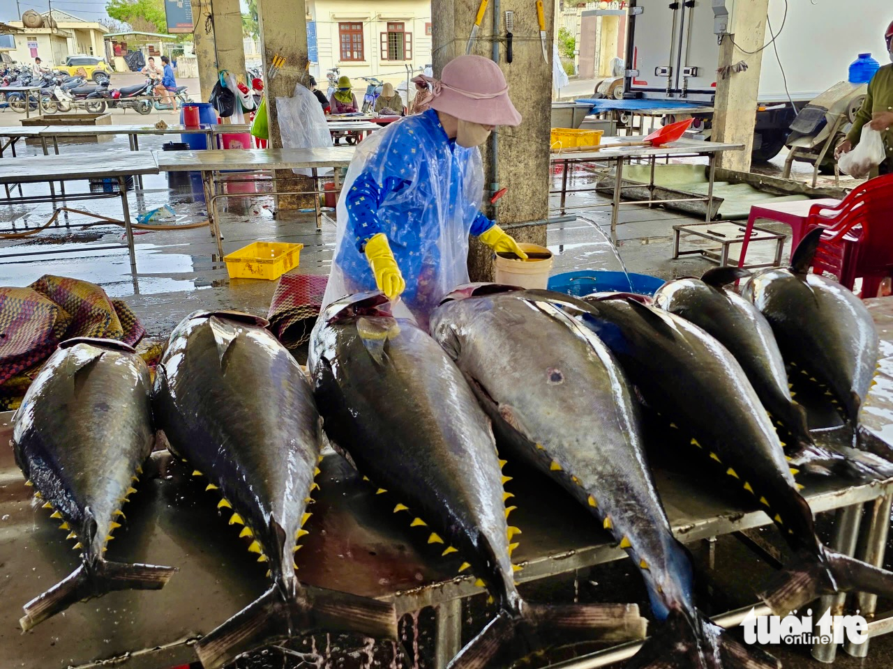 cá ngừ - Ảnh 6.