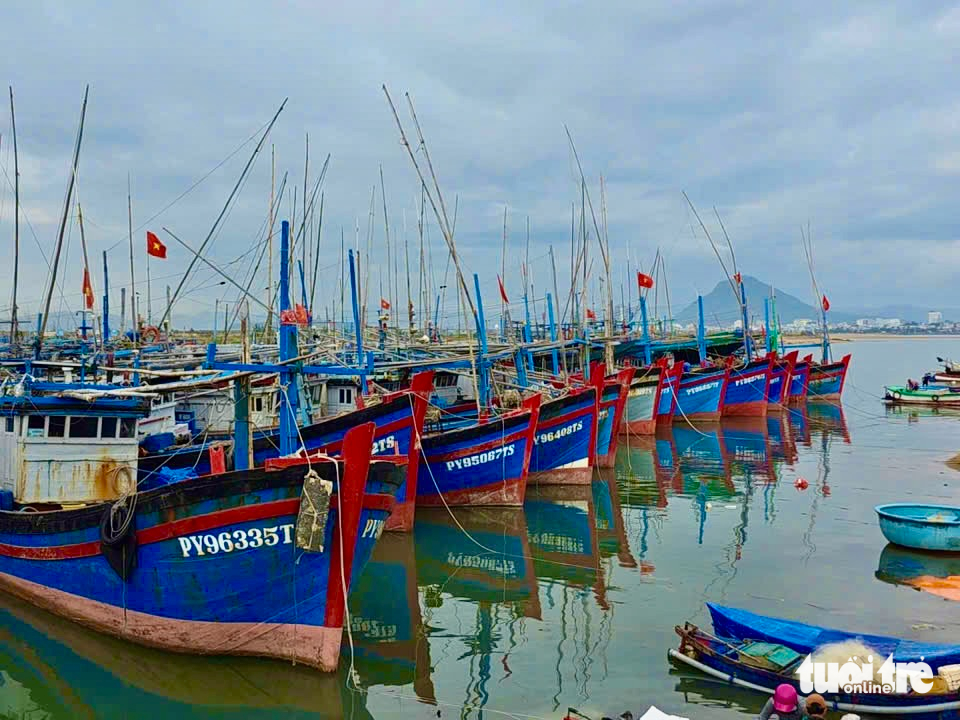 cá ngừ - Ảnh 9.