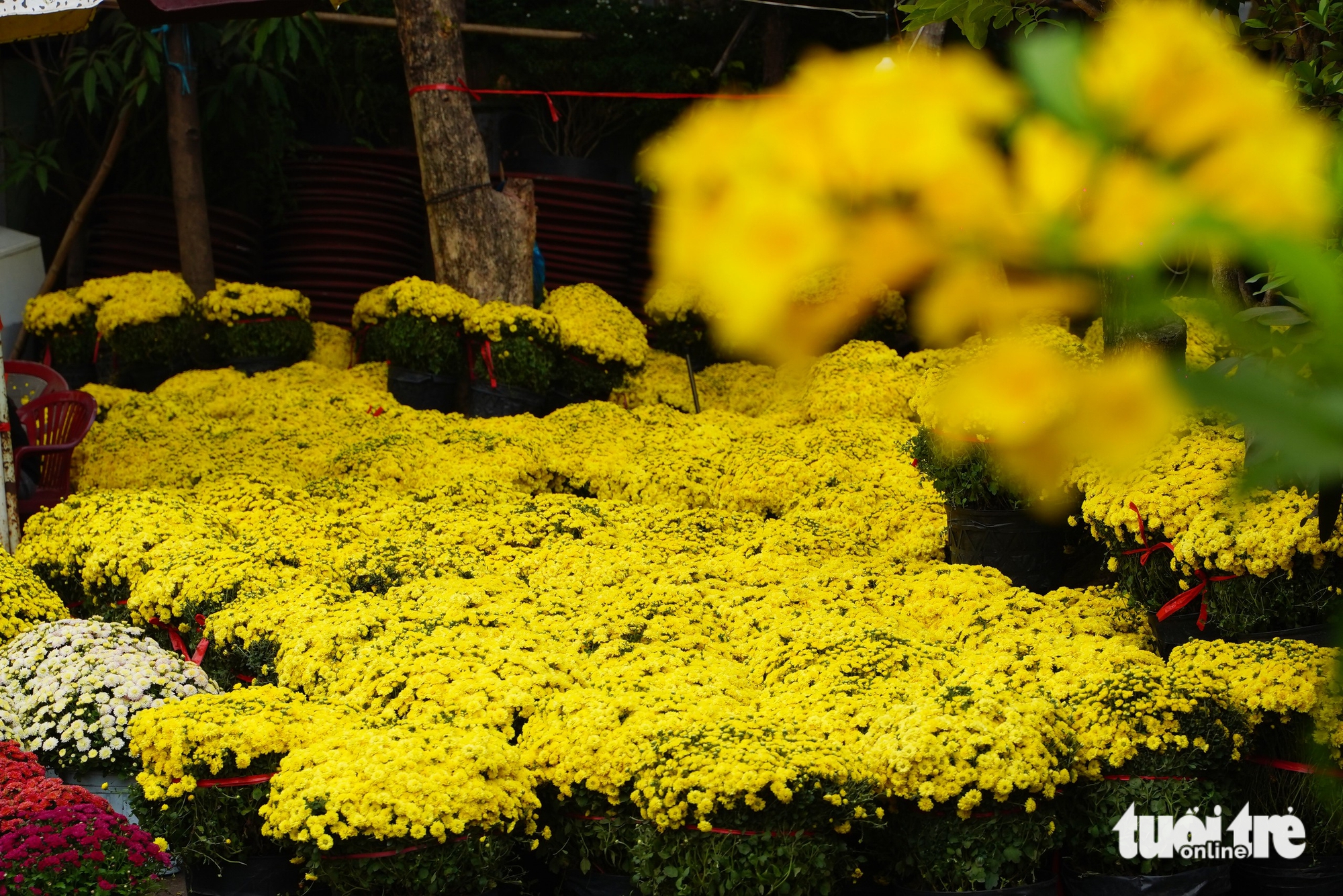 Chợ hoa - Ảnh 7.