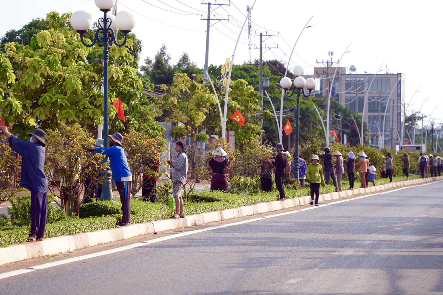 mai vàng - Ảnh 1.
