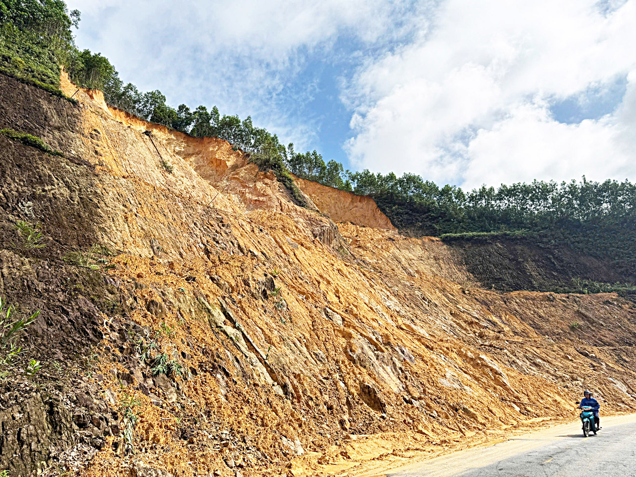 rừng keo - Ảnh 1.