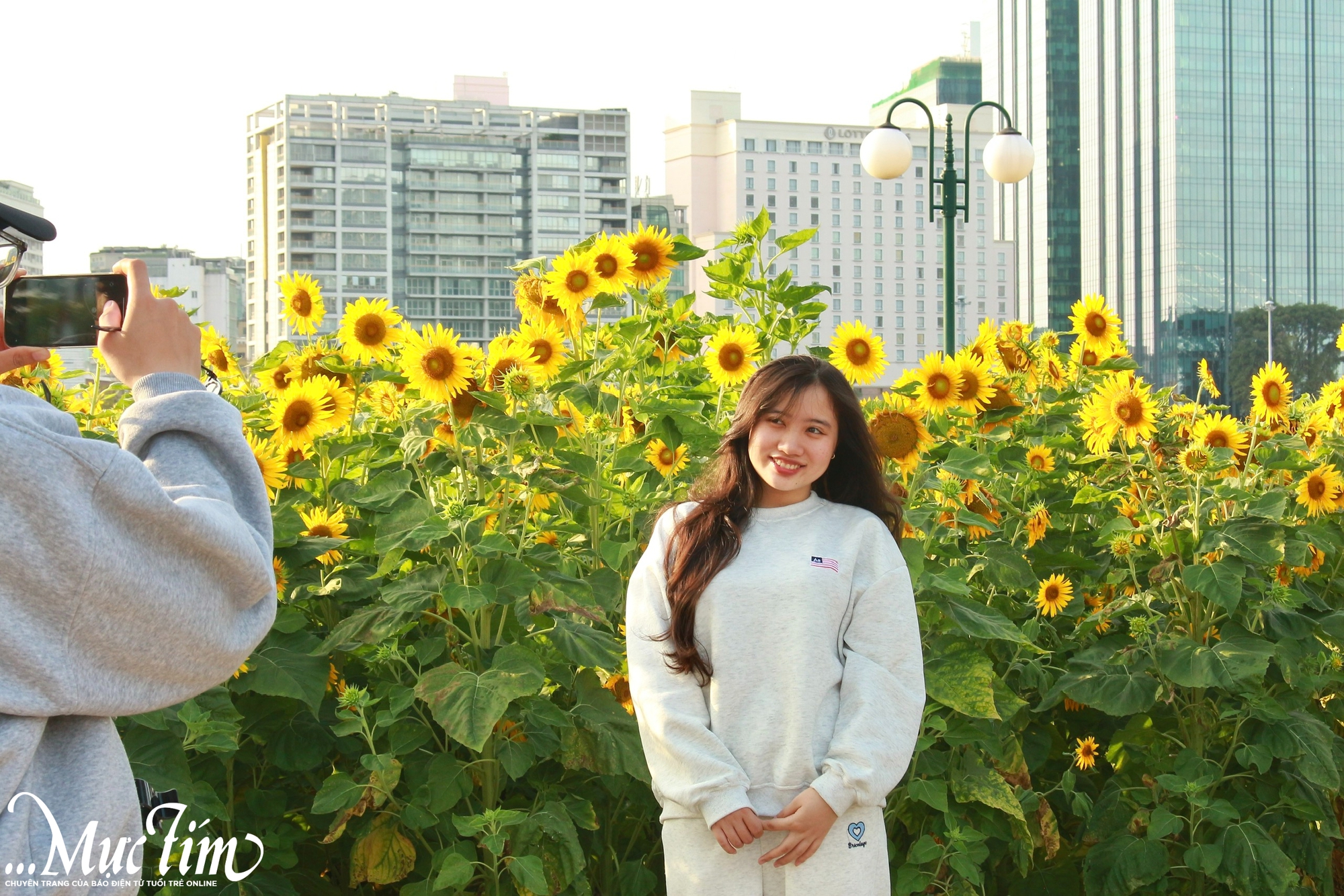 Vườn hoa hướng dương rực vàng bên bờ sông Sài Gòn, thu hút khách check in - Ảnh 1.