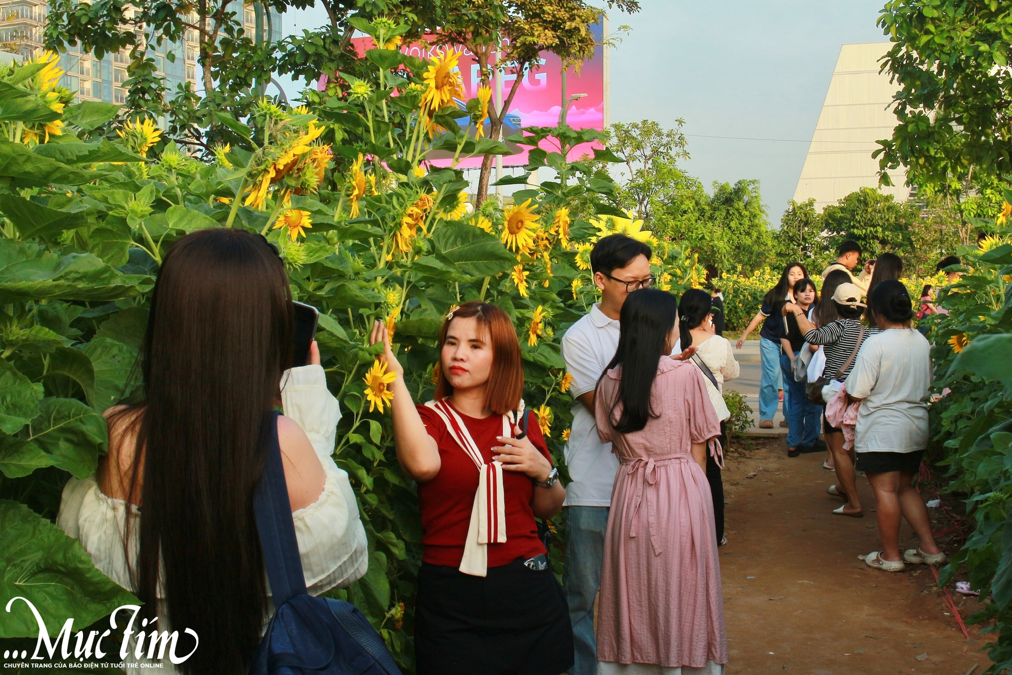 Vườn hoa hướng dương rực vàng bên bờ sông Sài Gòn, thu hút khách check in - Ảnh 3.