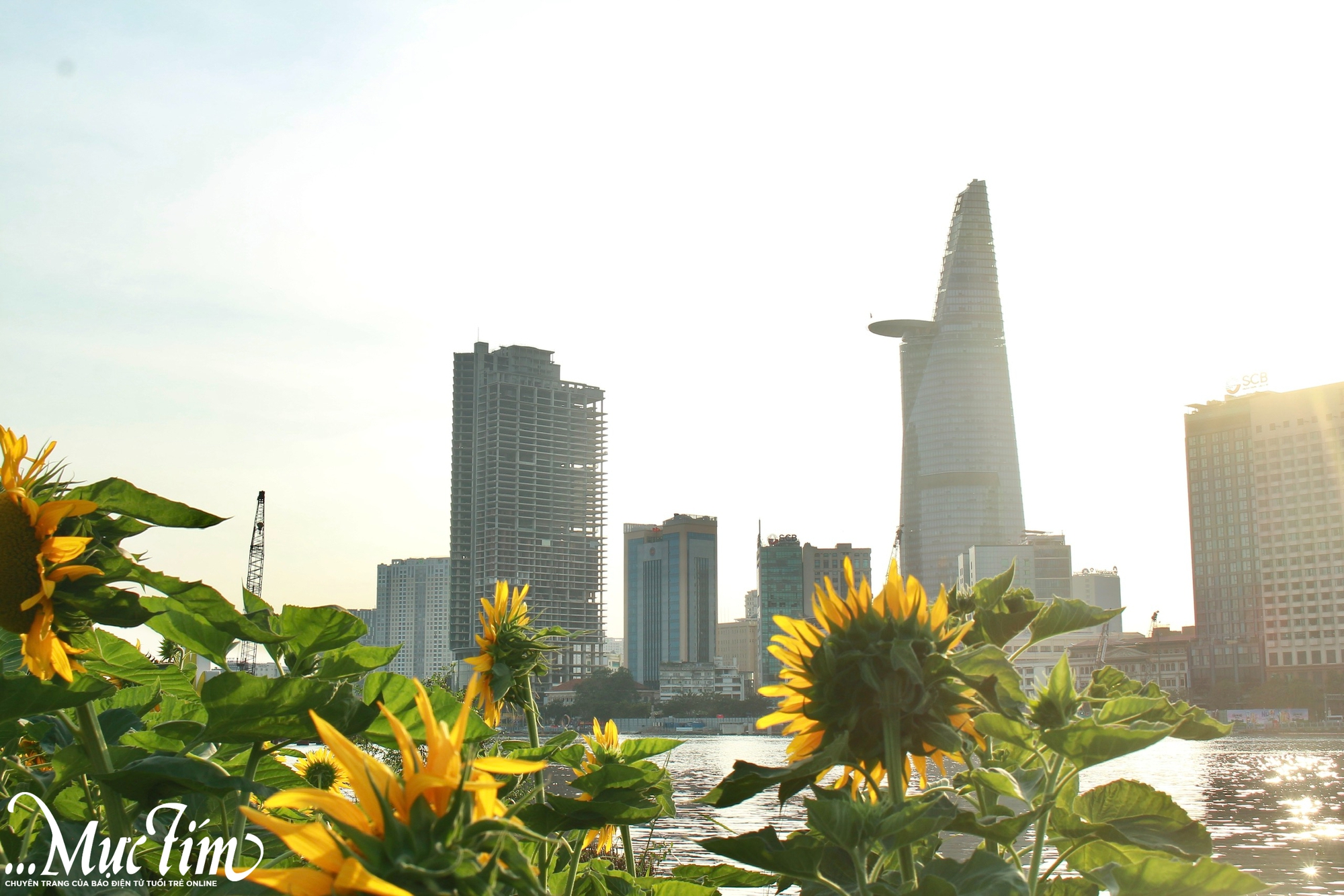 Vườn hoa hướng dương rực vàng bên bờ sông Sài Gòn, thu hút khách check in - Ảnh 5.