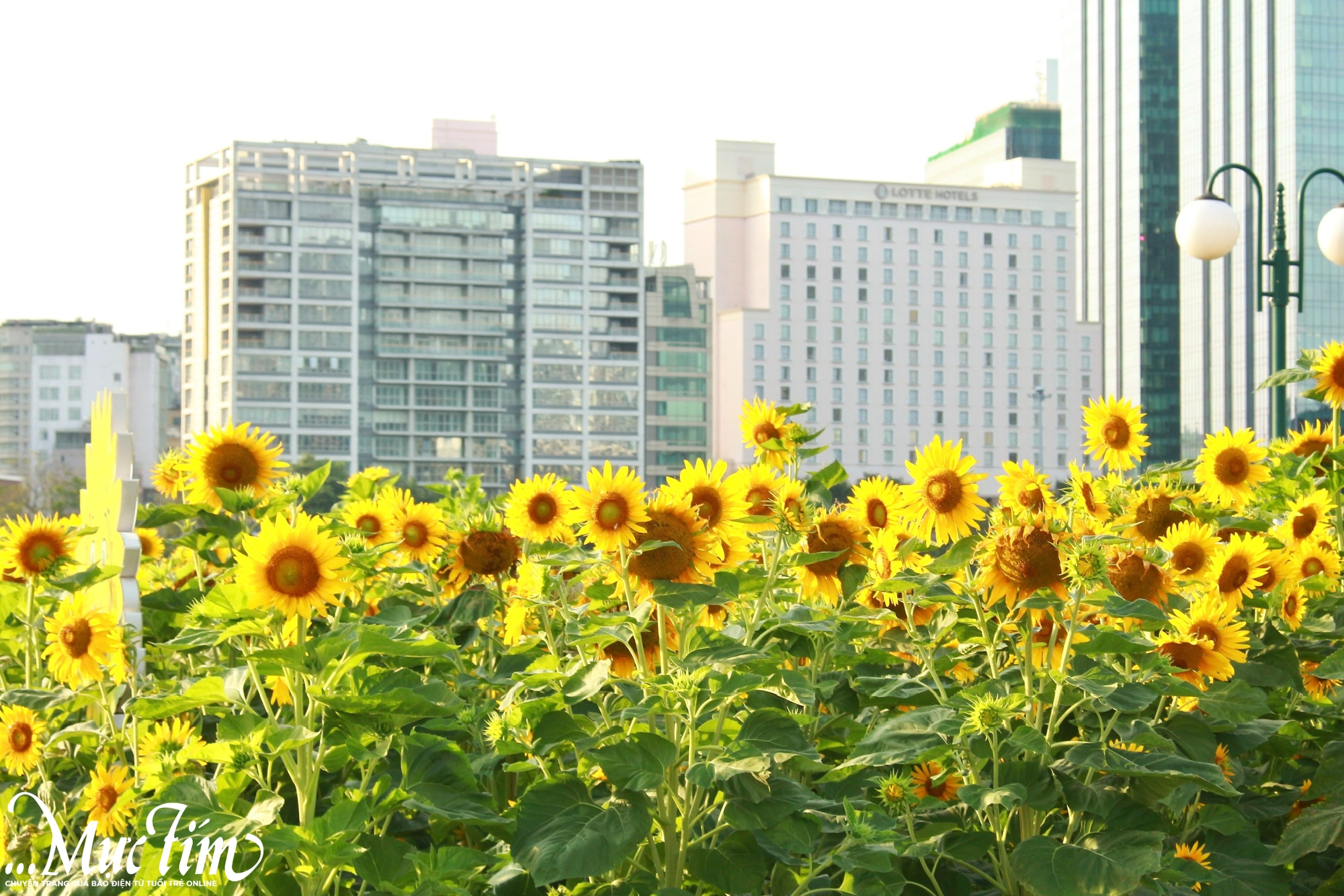 Vườn hoa hướng dương rực vàng bên bờ sông Sài Gòn, thu hút khách check in - Ảnh 6.