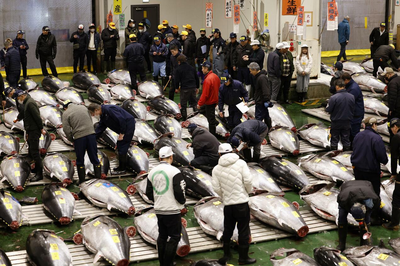 cá ngừ - Ảnh 5.