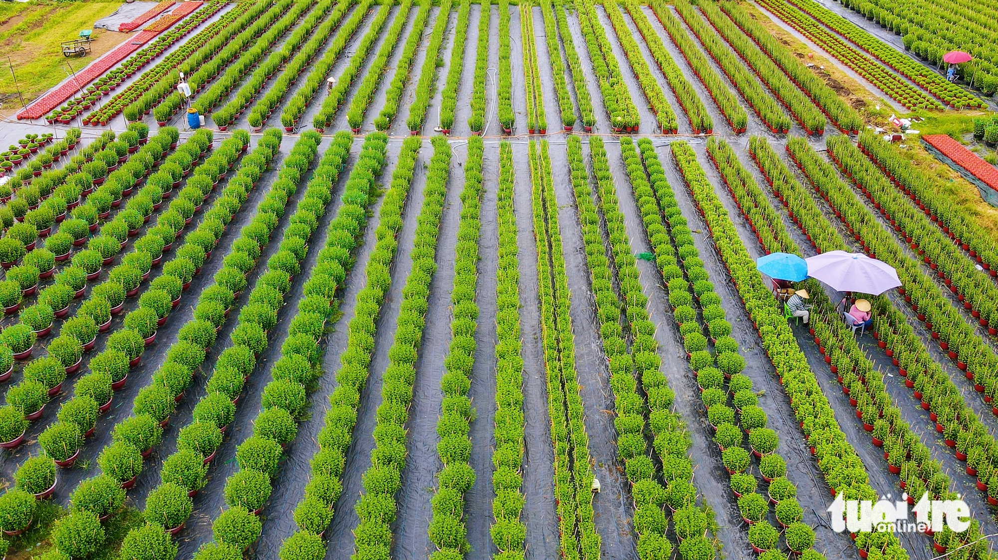 Nhà vườn làng hoa Thới An TP.HCM rộn ràng vụ hoa Tết Bính Ngọ - Ảnh 1.