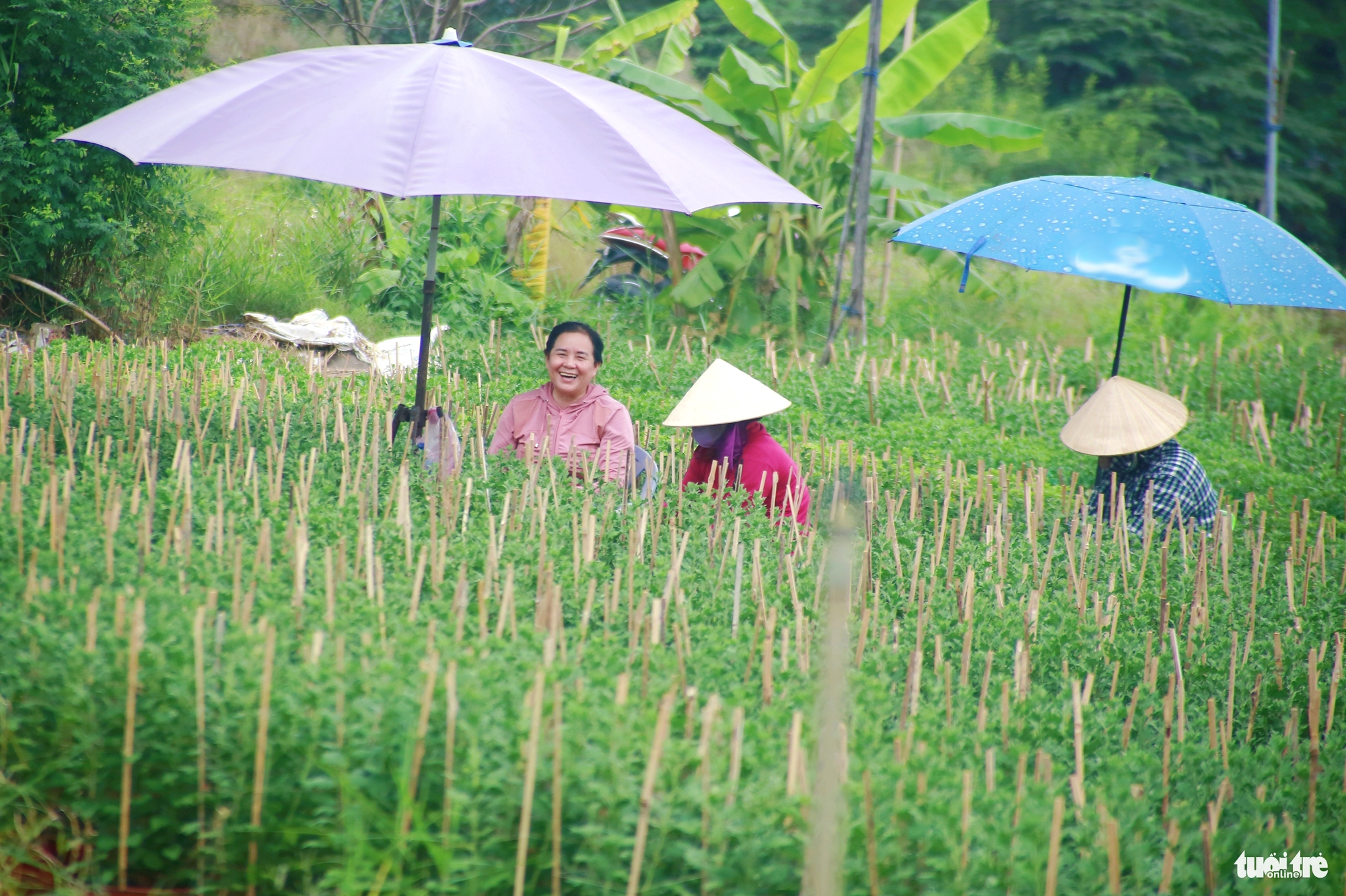 Hoa Tết - Ảnh 4.