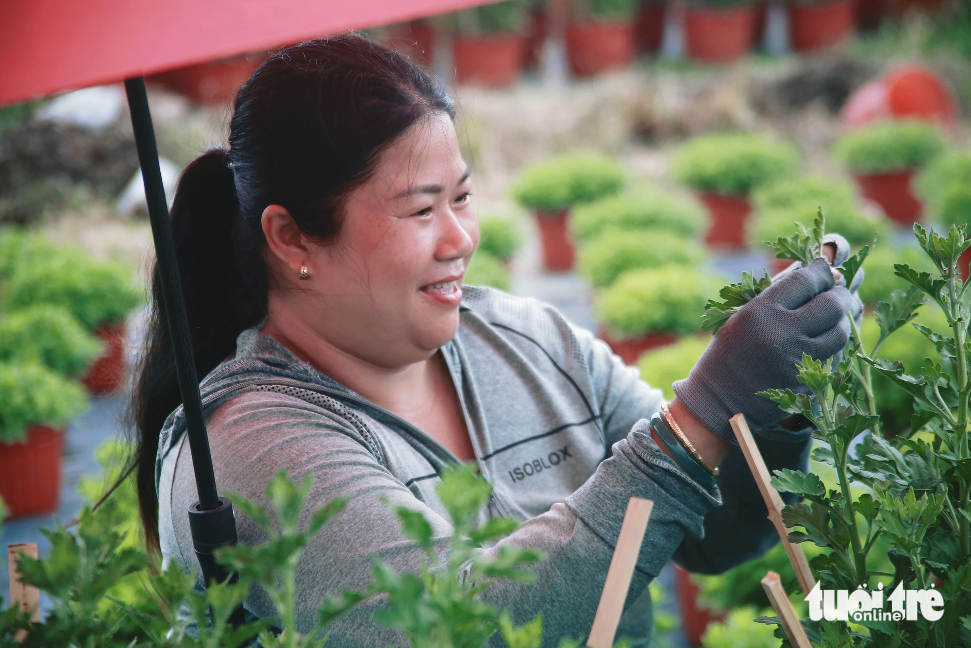 Hoa Tết - Ảnh 9.