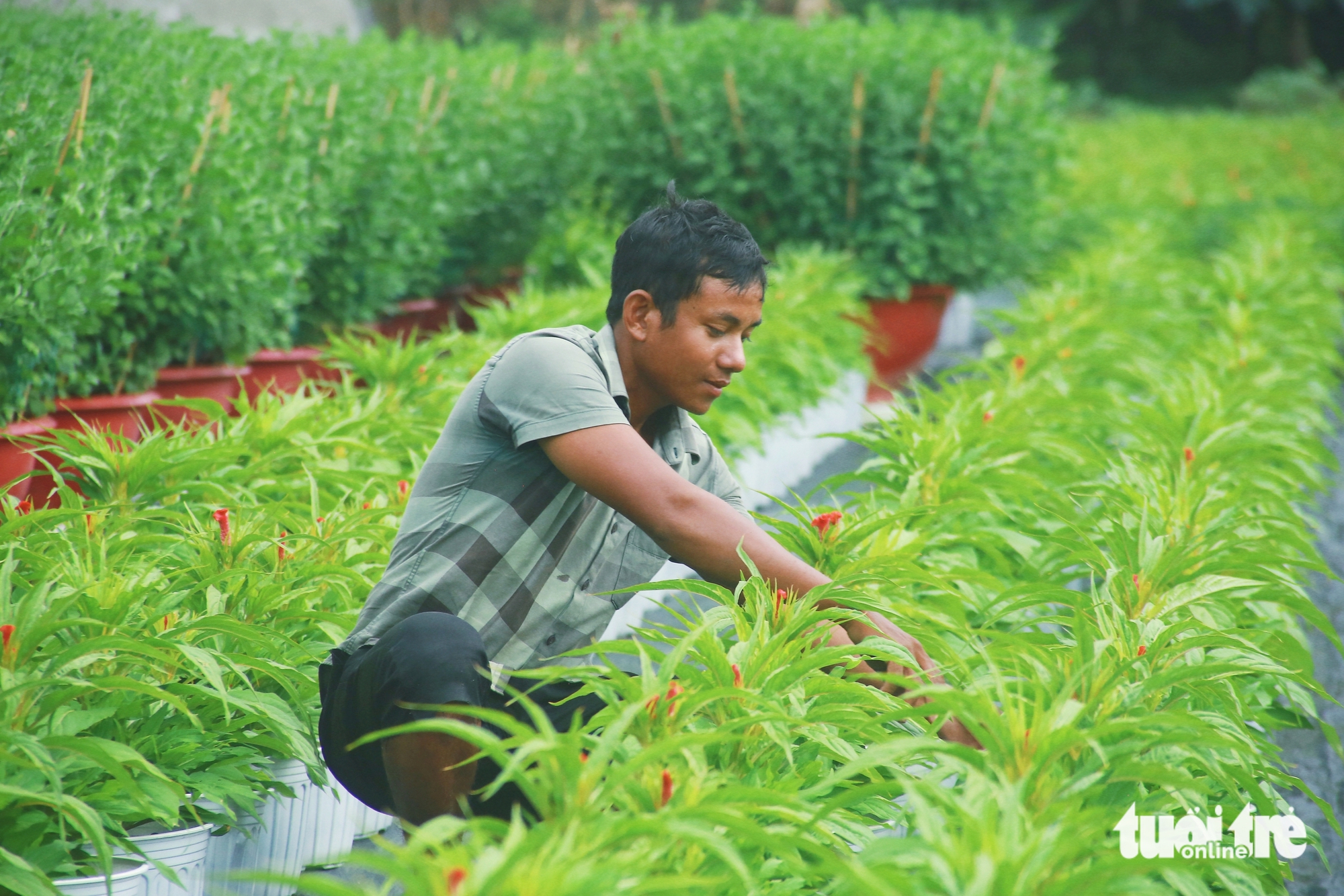 Nhà vườn làng hoa Thới An TP.HCM rộn ràng vụ hoa Tết Bính Ngọ - Ảnh 10.