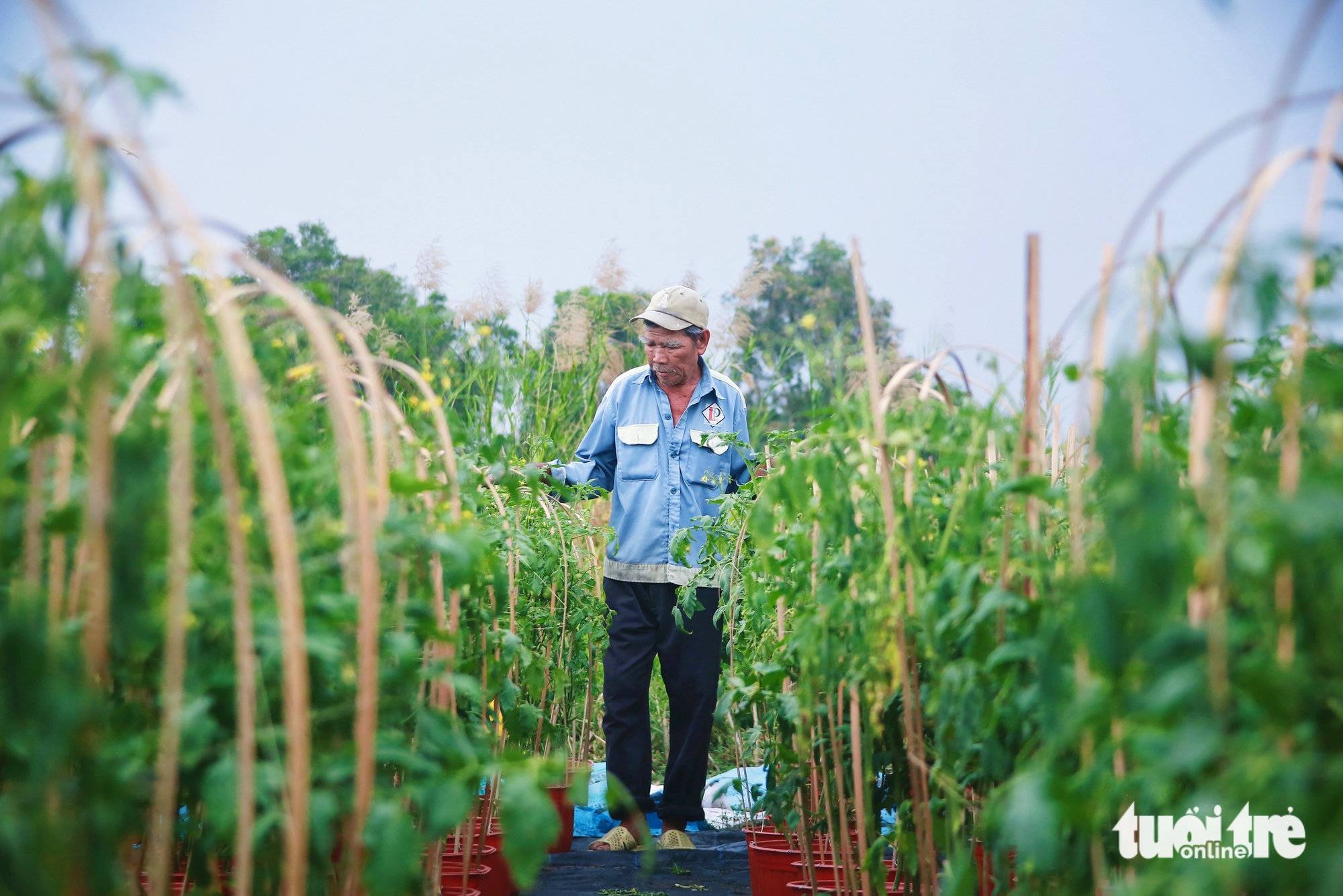 Nhà vườn làng hoa Thới An TP.HCM rộn ràng vụ hoa Tết Bính Ngọ - Ảnh 14.